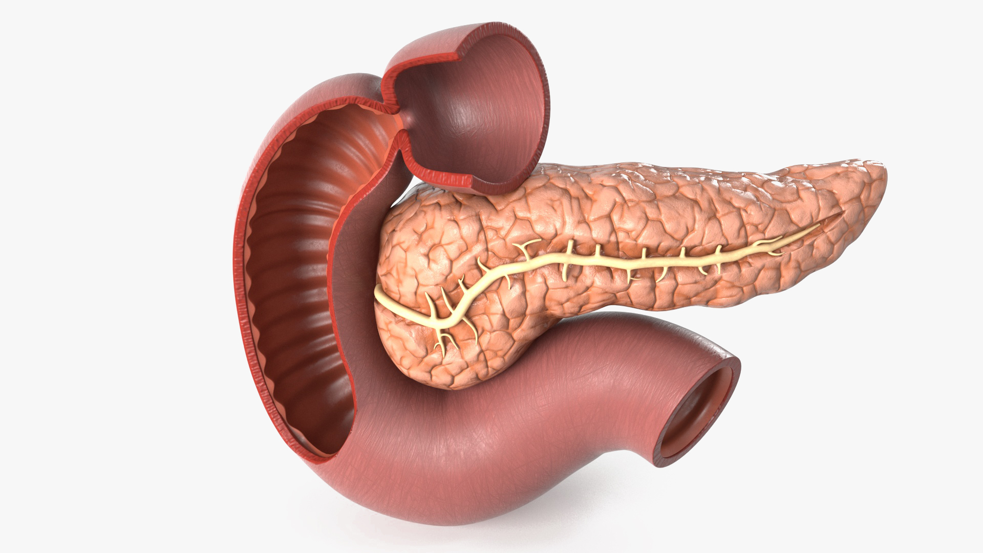 Plastic Model of Pancreas Cut 3D model