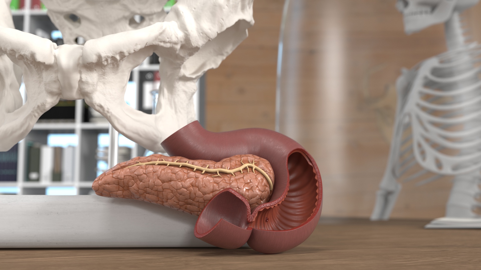 Plastic Model of Pancreas Cut 3D model