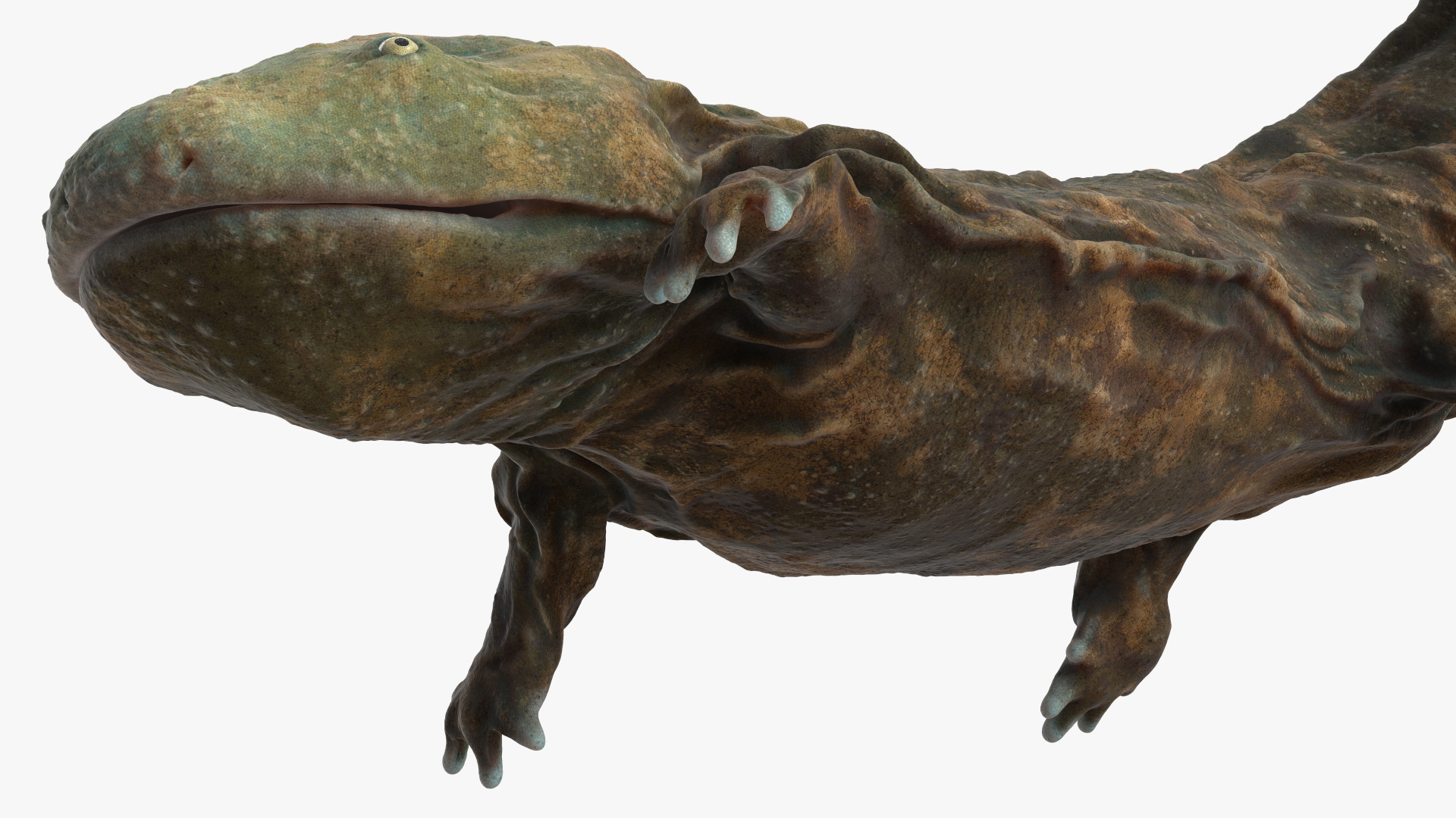 Aquatic Giant Salamander Light Swimming 3D model