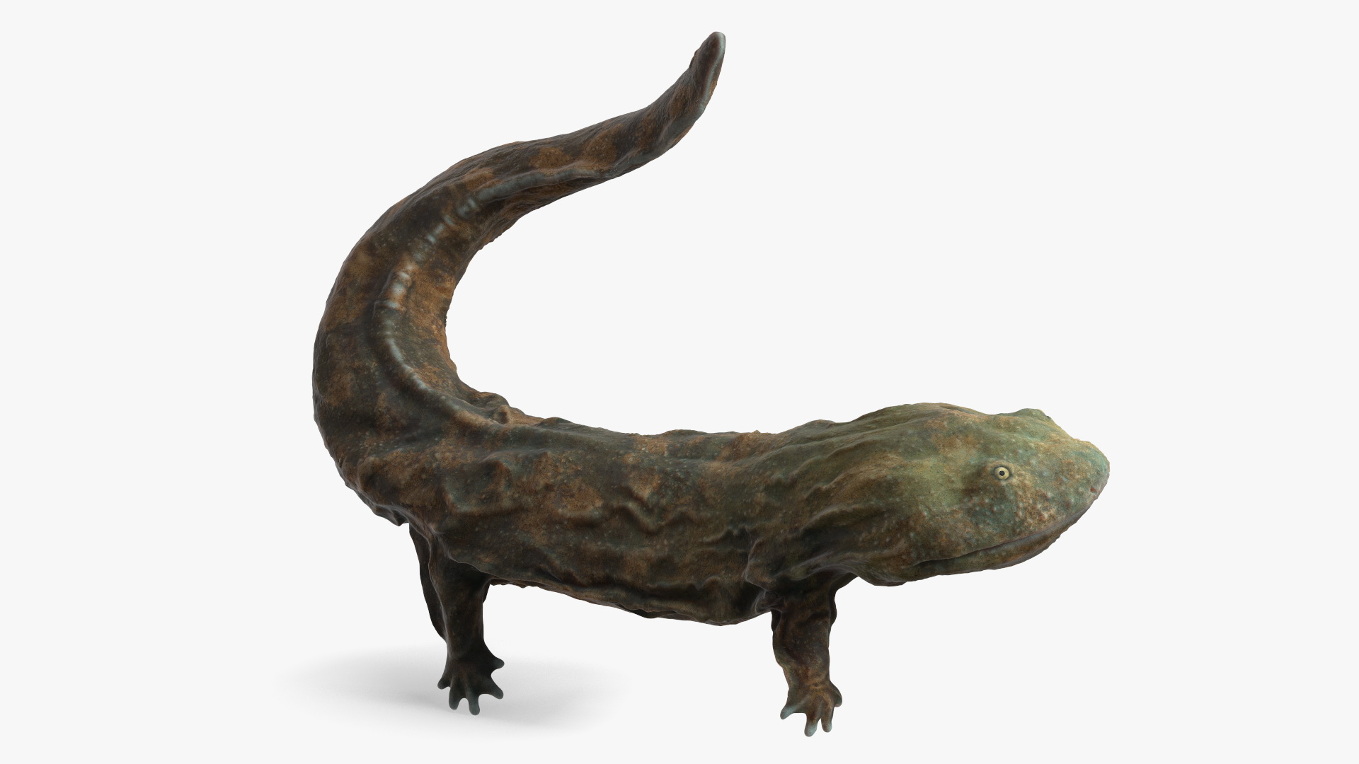 Aquatic Giant Salamander Light Swimming 3D model