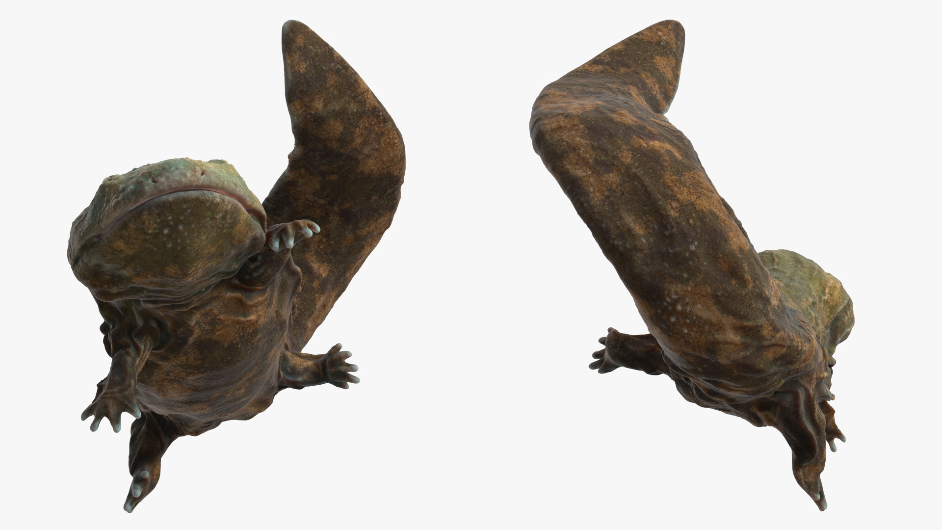 Aquatic Giant Salamander Light Swimming 3D model