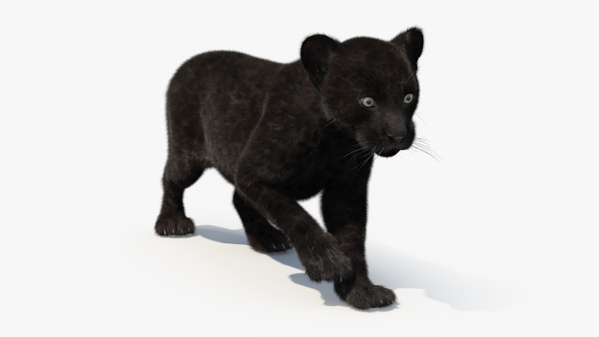 3D model Panther Cub Wary Pose Fur