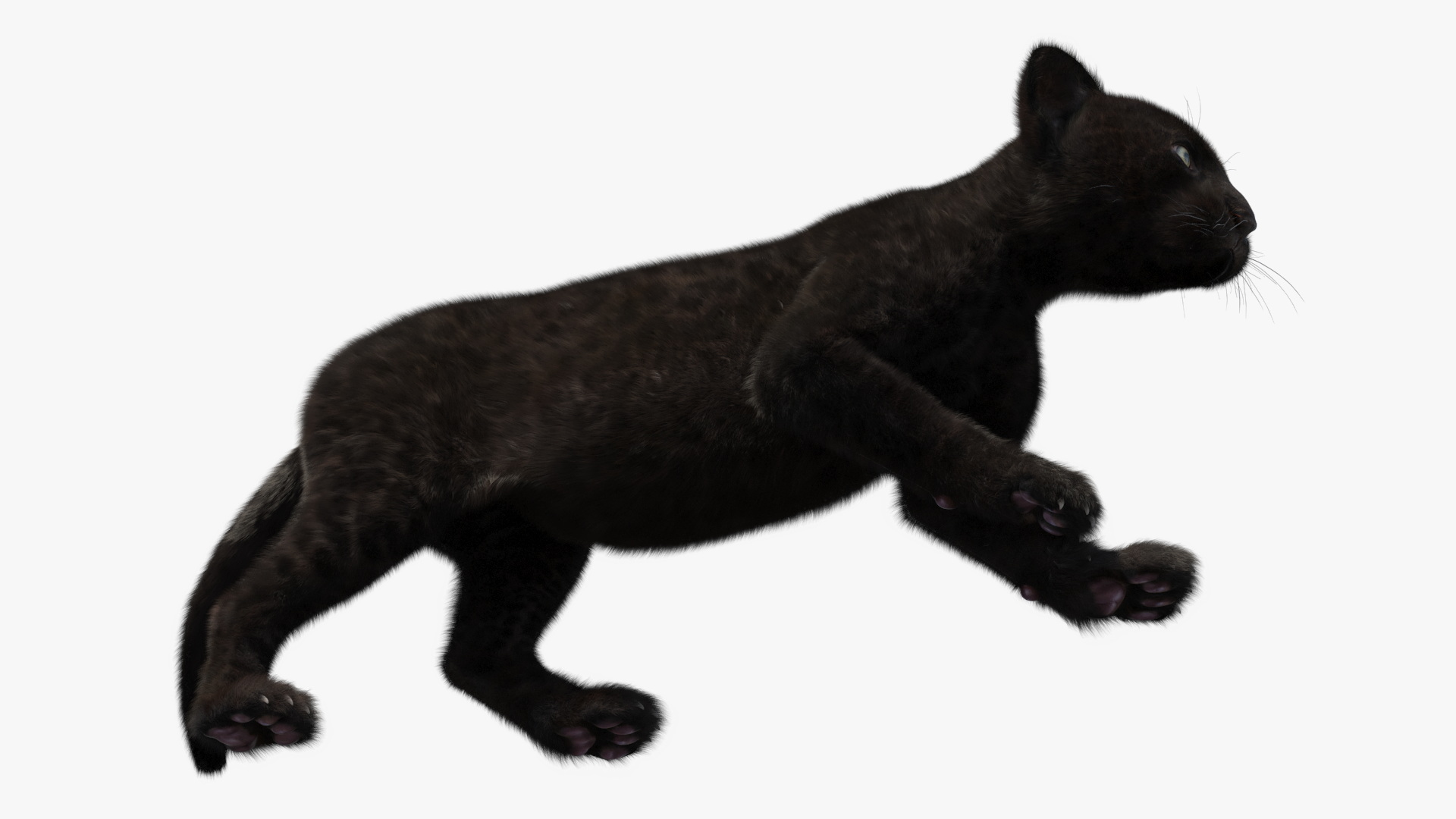 3D model Panther Cub Wary Pose Fur