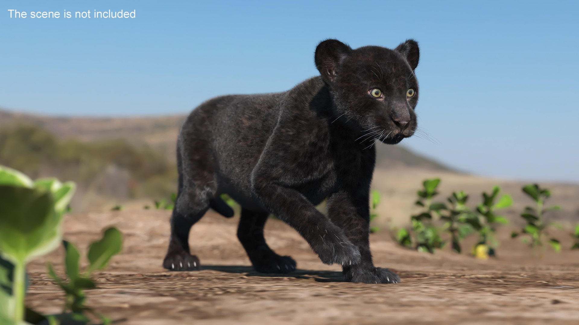 3D model Panther Cub Wary Pose Fur