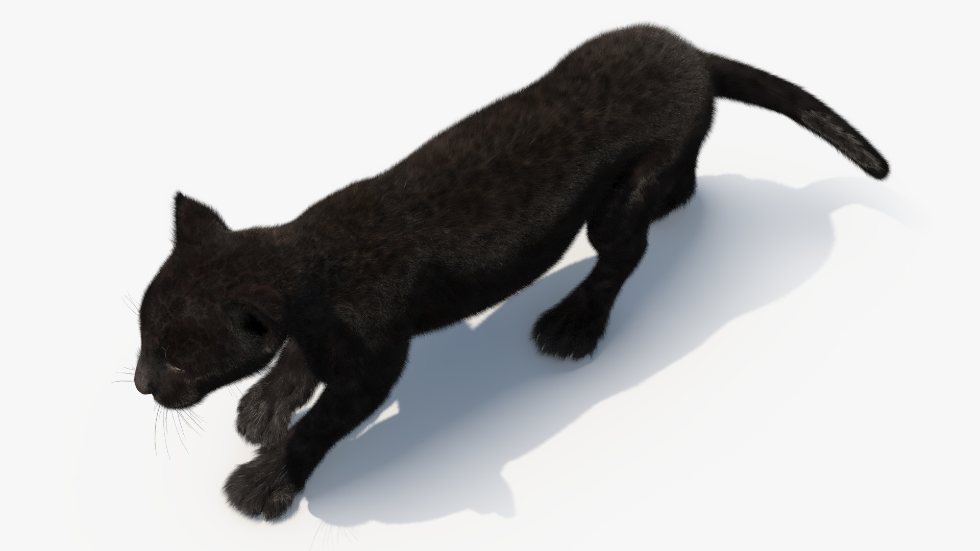 3D model Panther Cub Wary Pose Fur