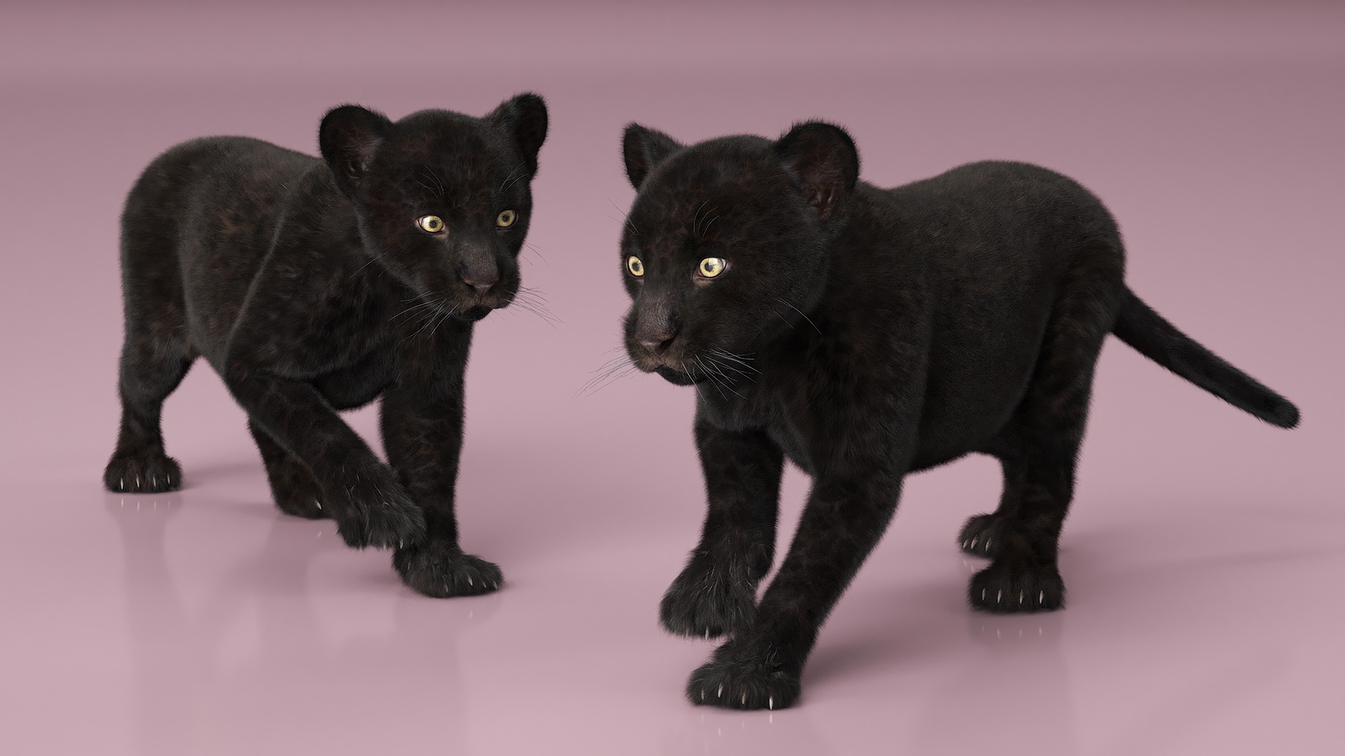 3D model Panther Cub Wary Pose Fur