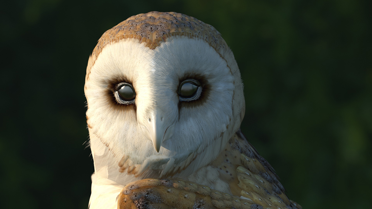 Barn Owl Standing 3D