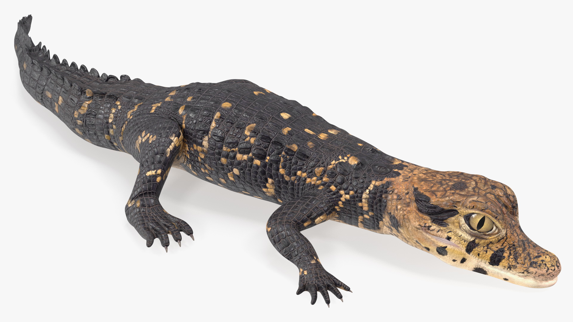 3D Black Caiman Baby Rigged for Cinema 4D model