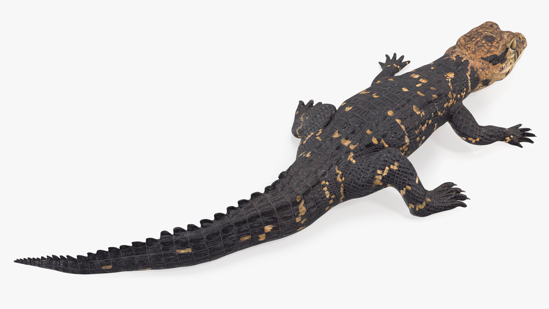 3D Black Caiman Baby Rigged for Cinema 4D model