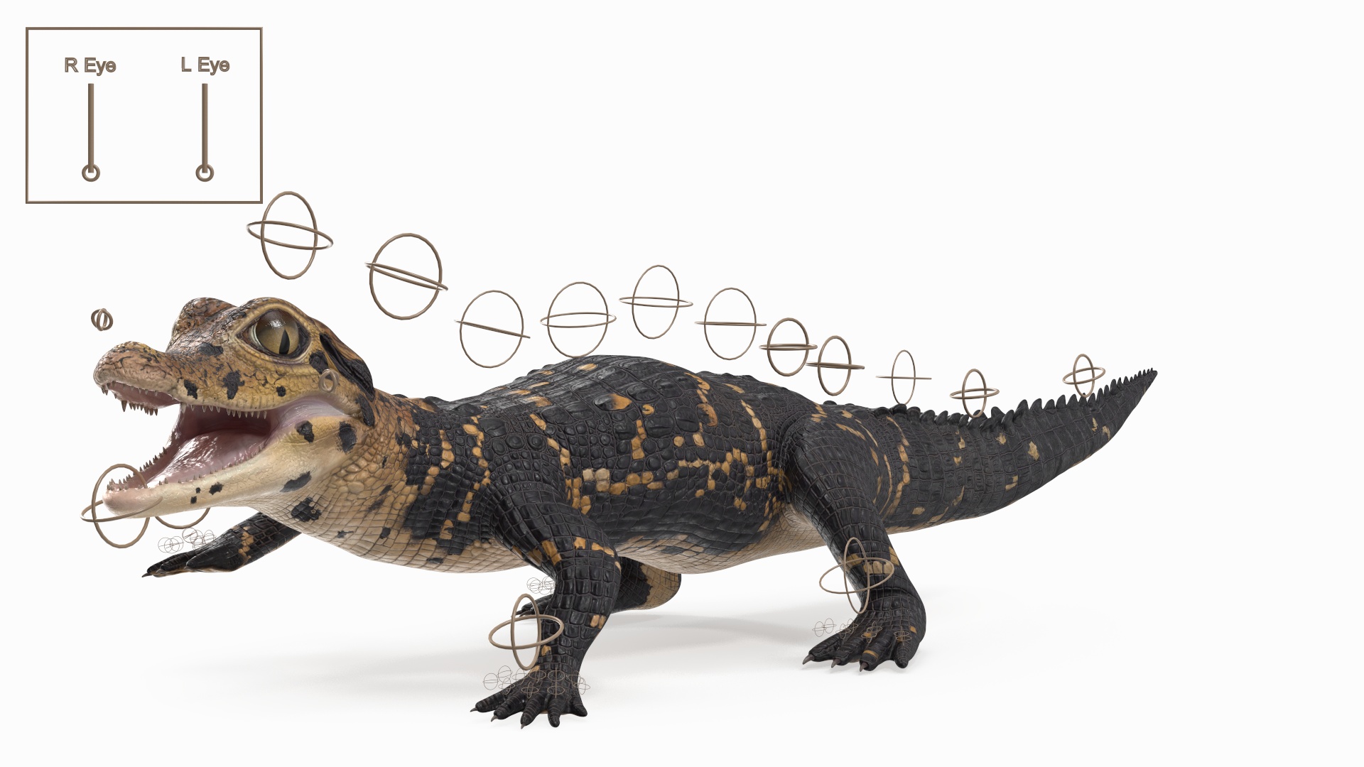 3D Black Caiman Baby Rigged for Cinema 4D model