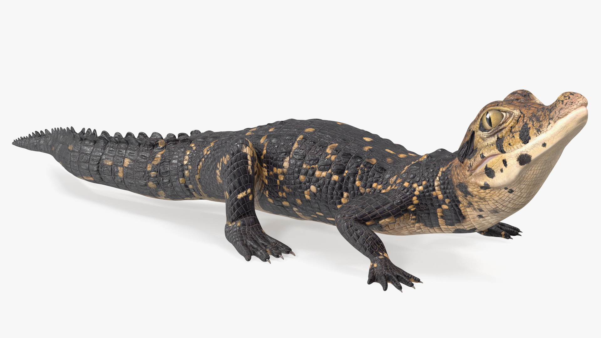 3D Black Caiman Baby Rigged for Cinema 4D model