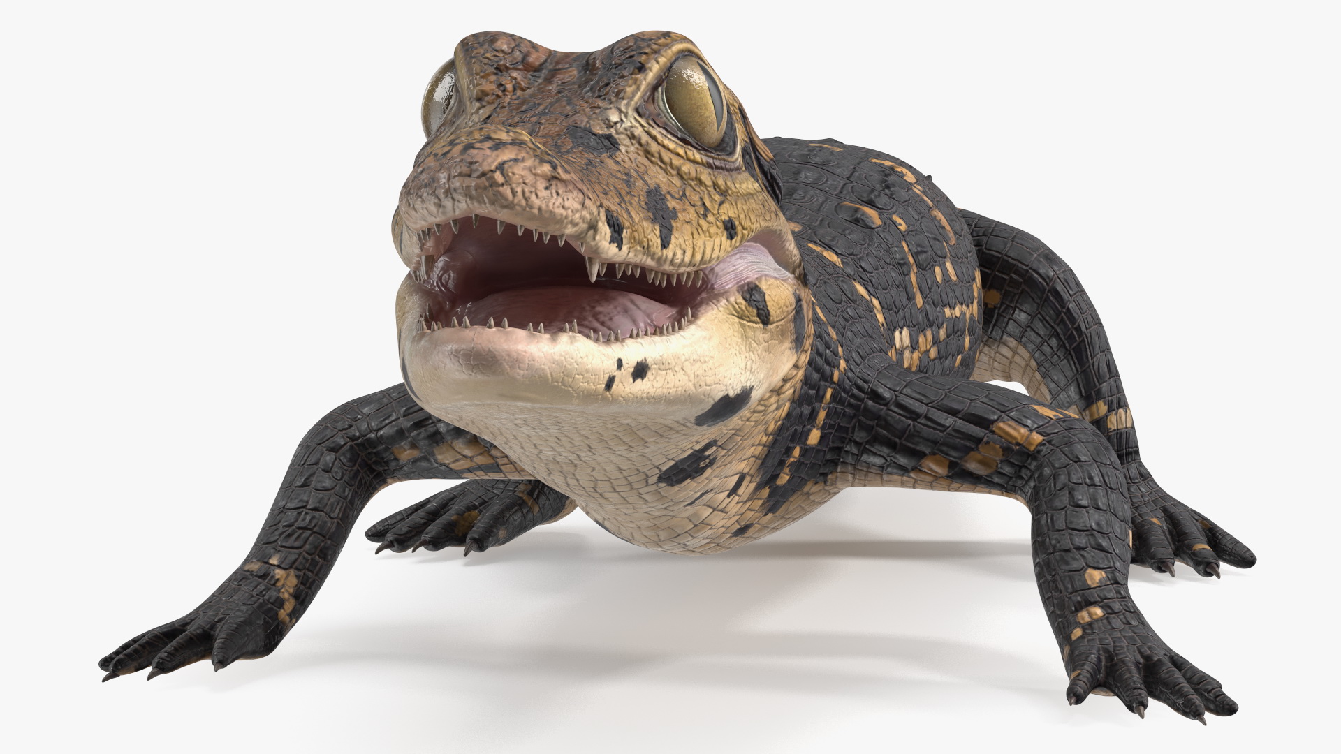 3D Black Caiman Baby Rigged for Cinema 4D model