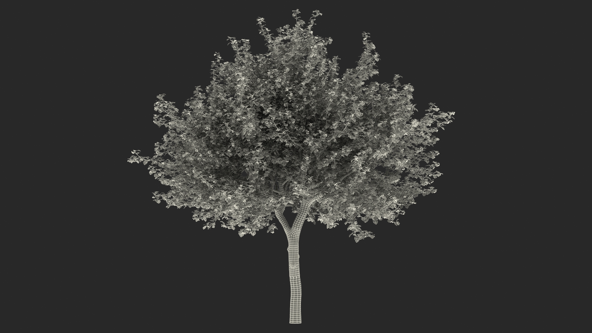 3D model Cockspur Hawthorn with Berries