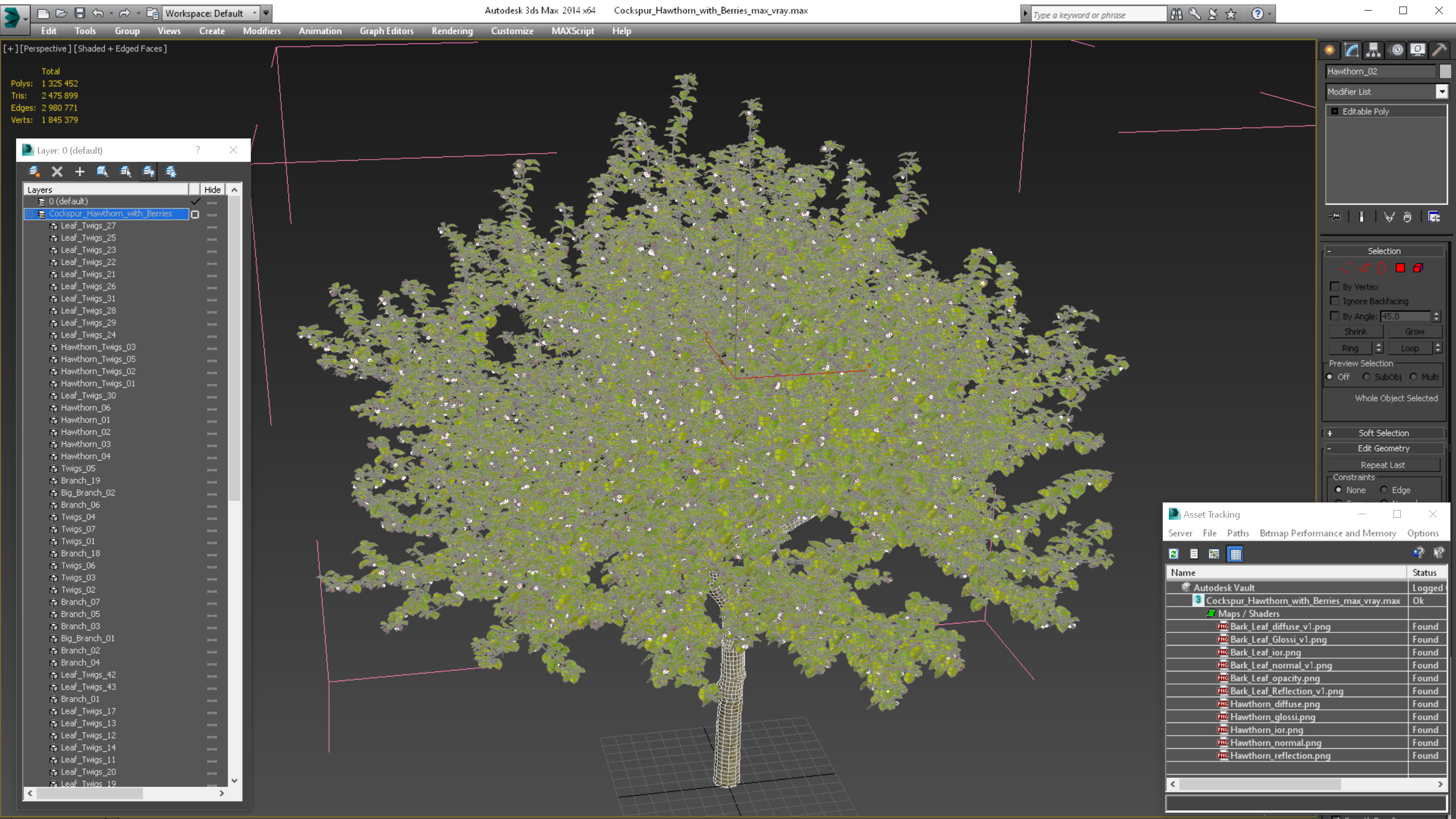 3D model Cockspur Hawthorn with Berries