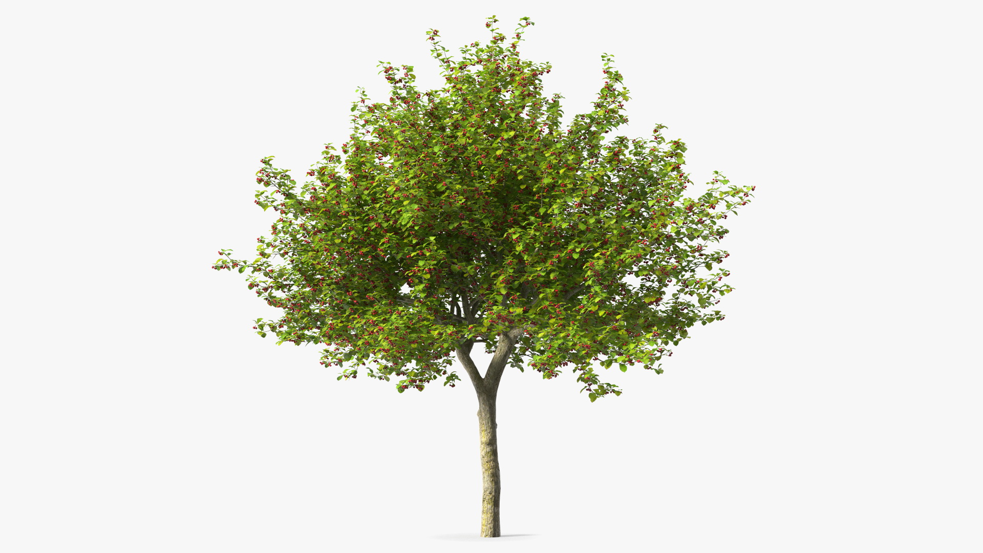 3D model Cockspur Hawthorn with Berries