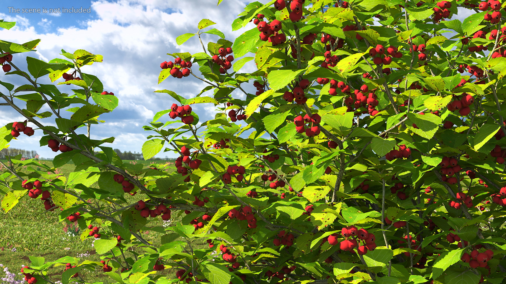 3D model Cockspur Hawthorn with Berries