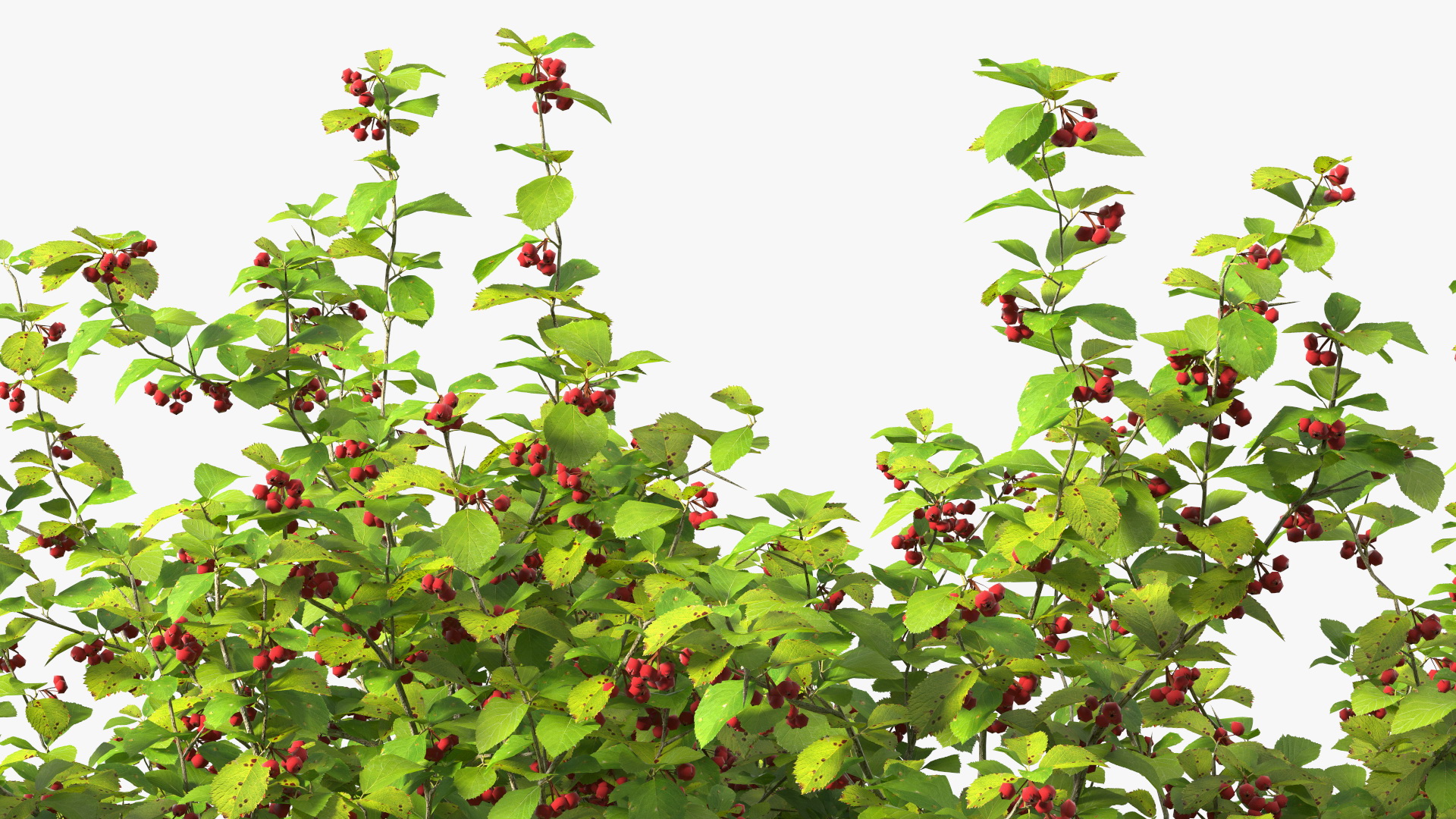 3D model Cockspur Hawthorn with Berries