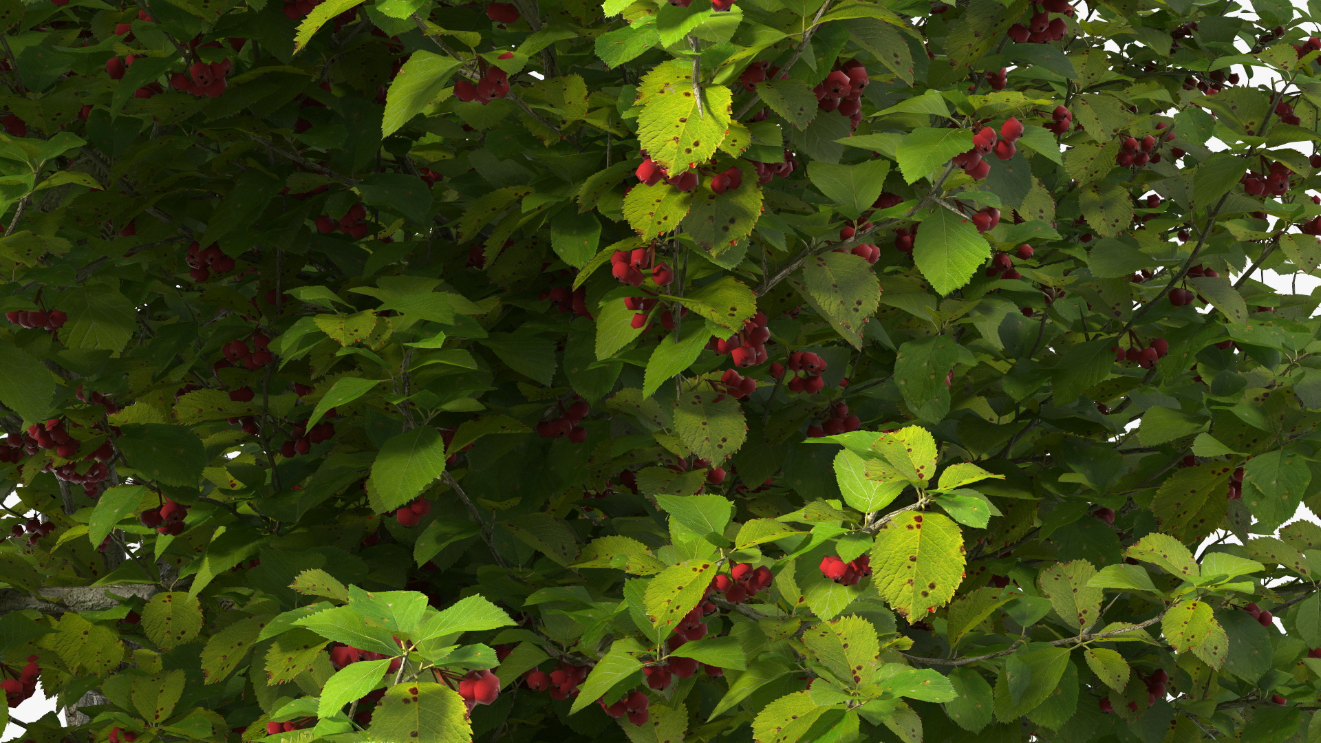 3D model Cockspur Hawthorn with Berries