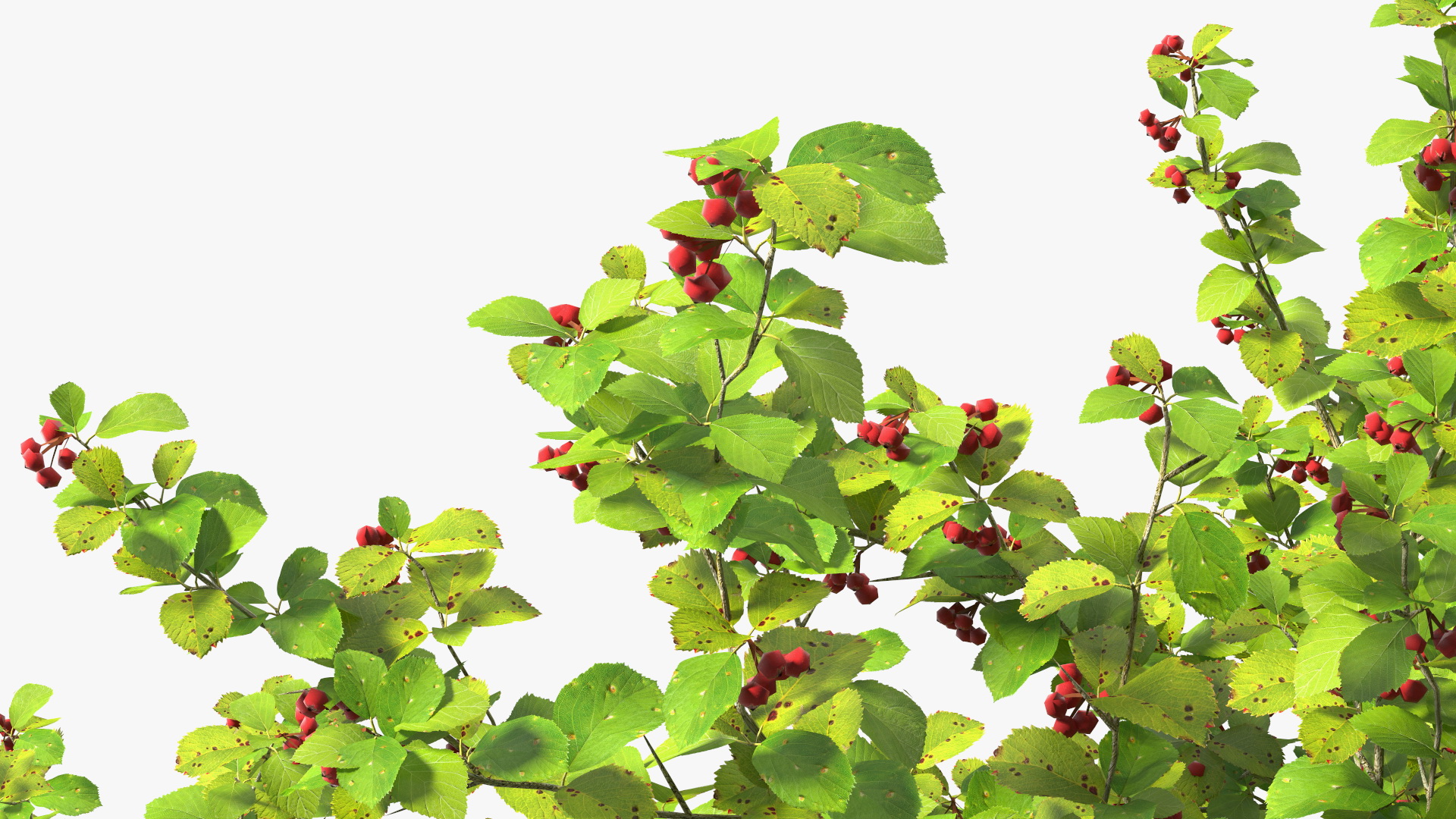 3D model Cockspur Hawthorn with Berries