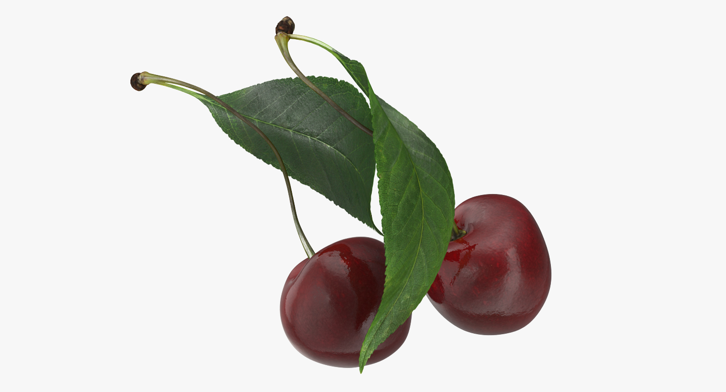 3D Sour Cherry with Leaf