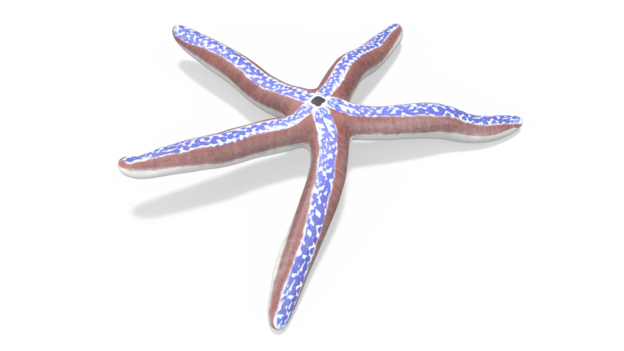 3D Pacific Blue Seastar Lying Pose