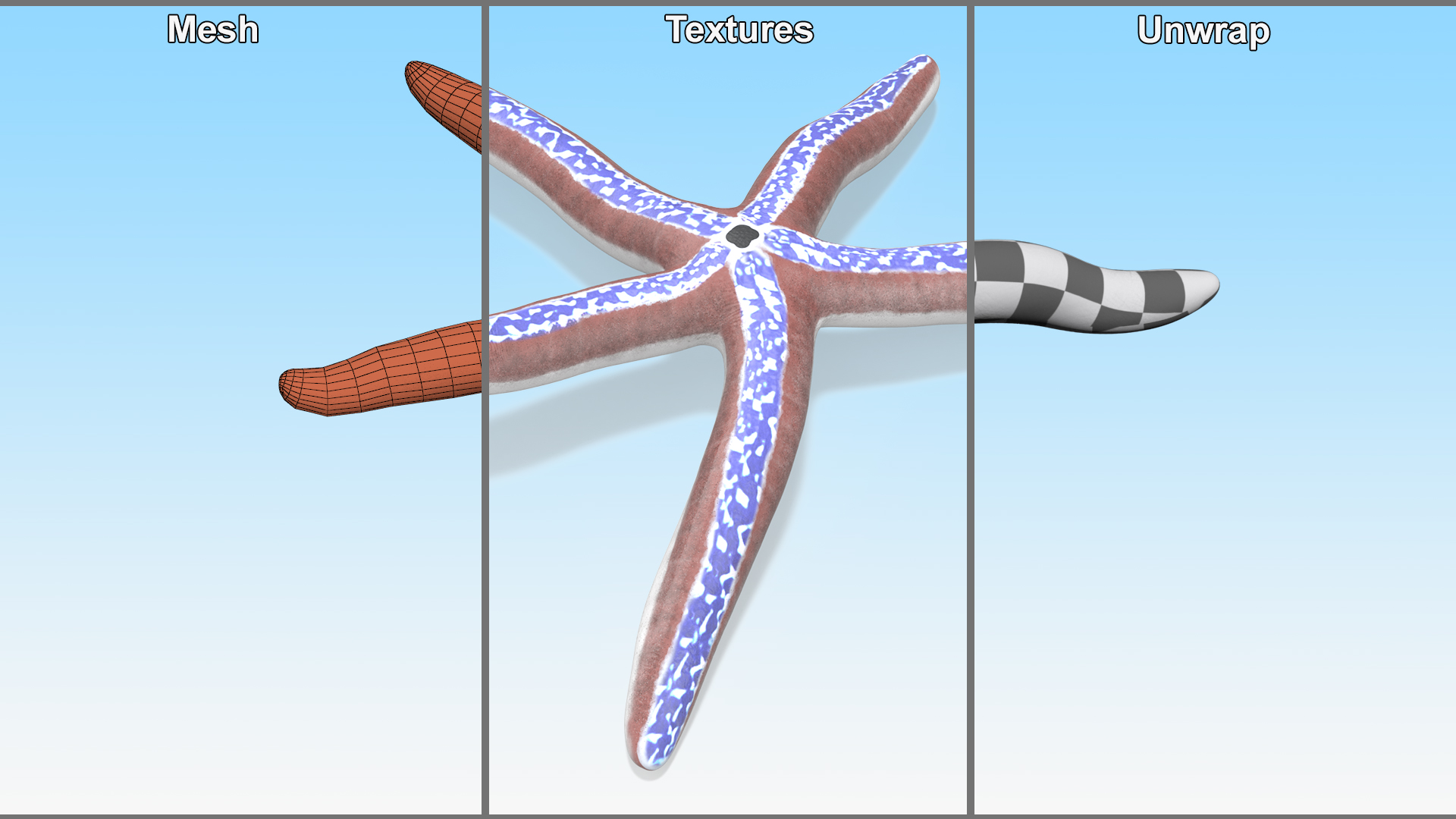 3D Pacific Blue Seastar Lying Pose