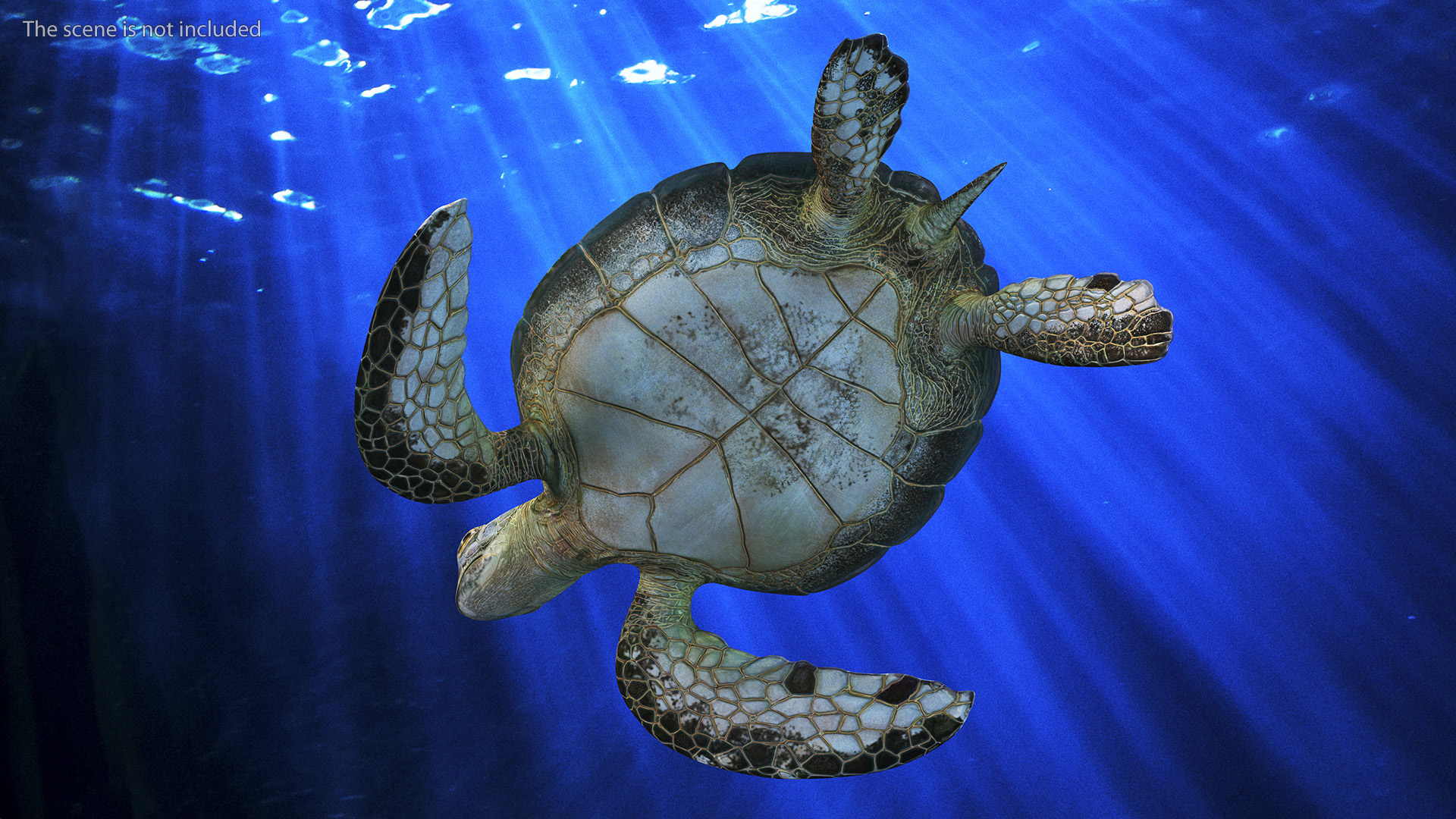 3D Realistic Green Sea Turtle