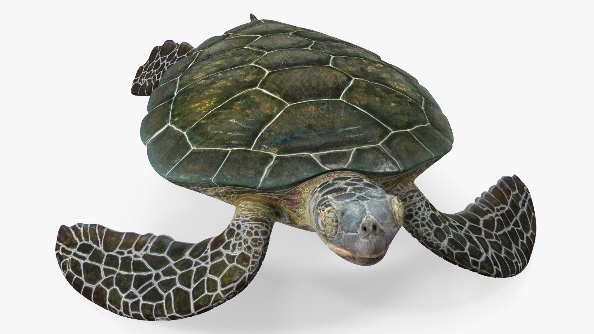 3D Realistic Green Sea Turtle