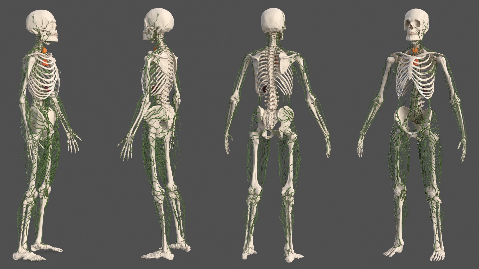 Male Skeleton Lymphatic System and Skin 3D model