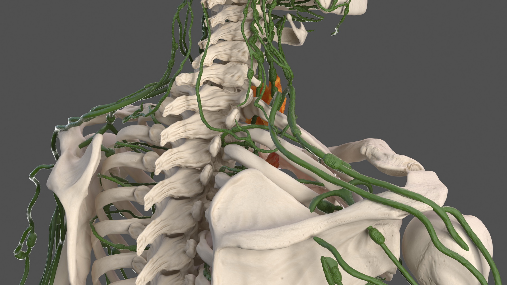 Male Skeleton Lymphatic System and Skin 3D model