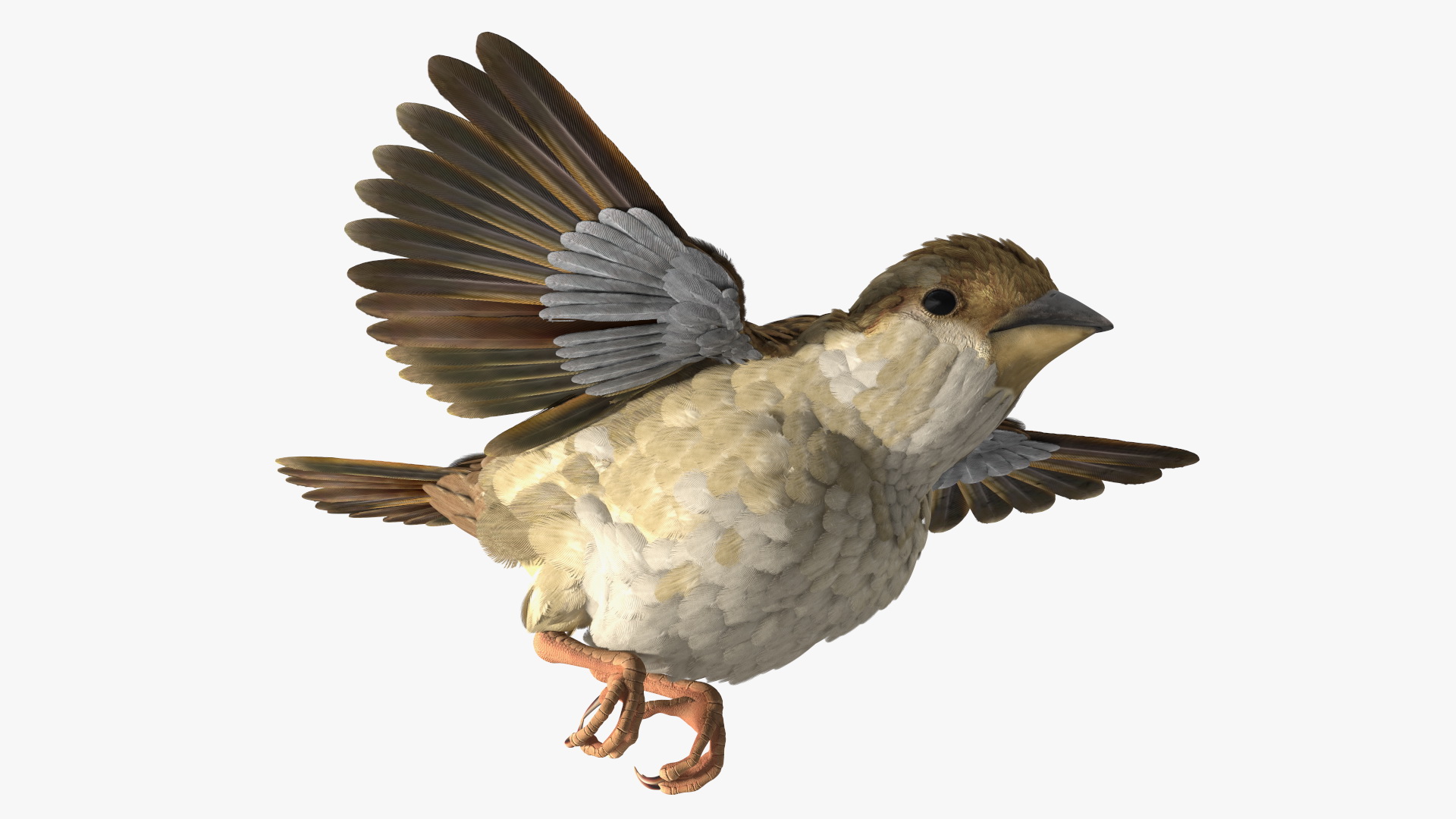 3D model House Sparrow Rigged