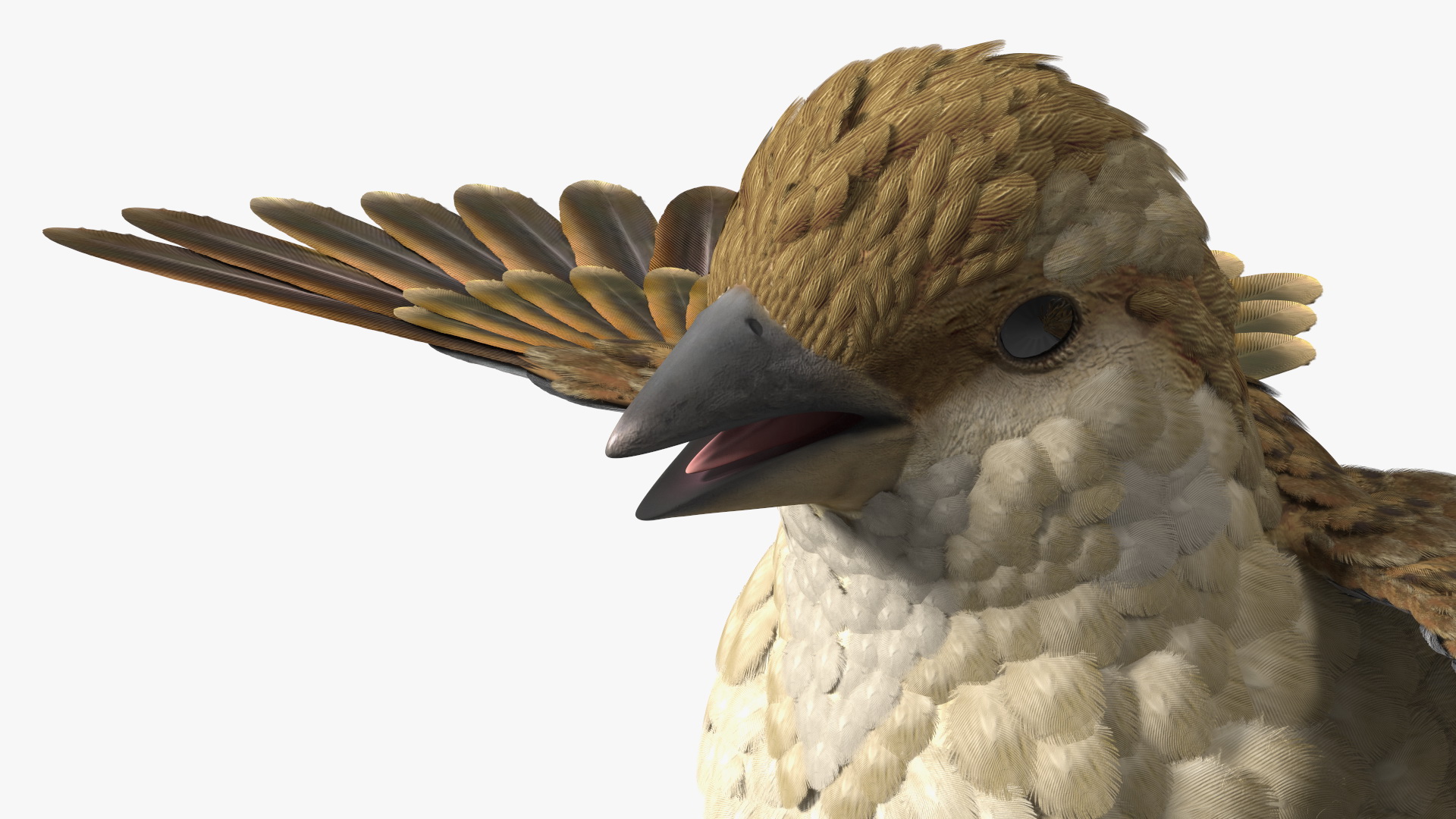 3D model House Sparrow Rigged