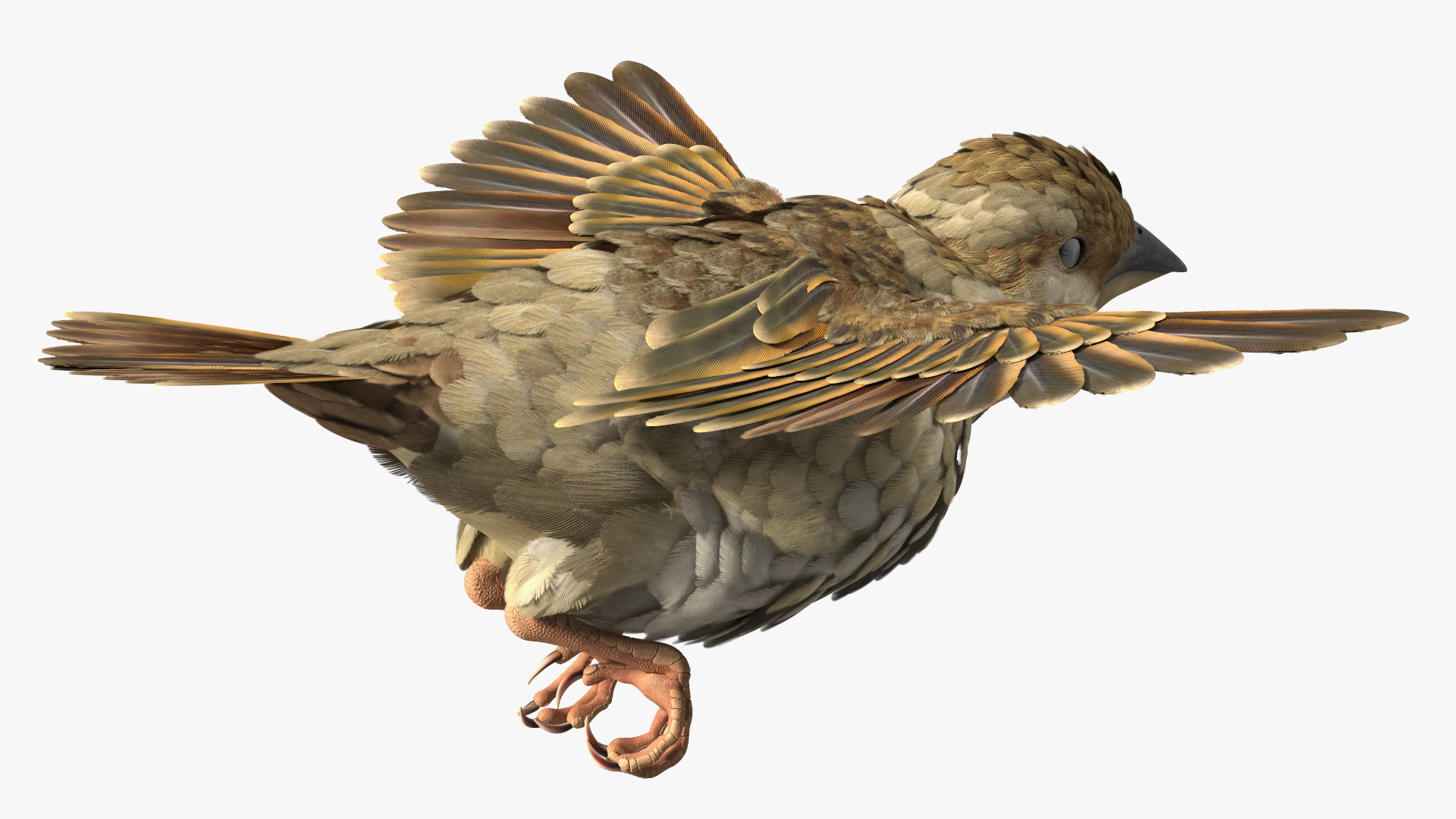 3D model House Sparrow Rigged