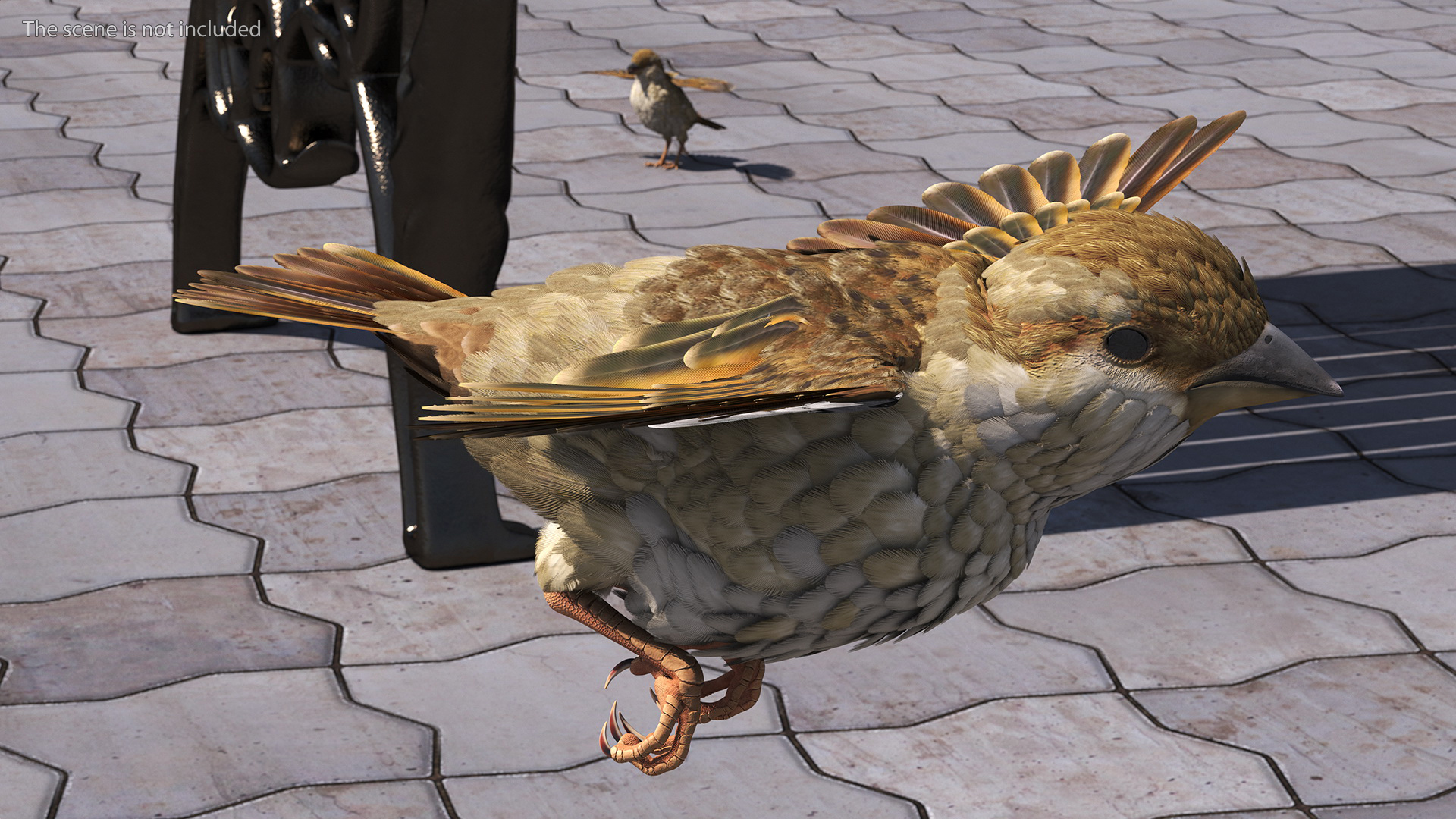 3D model House Sparrow Rigged