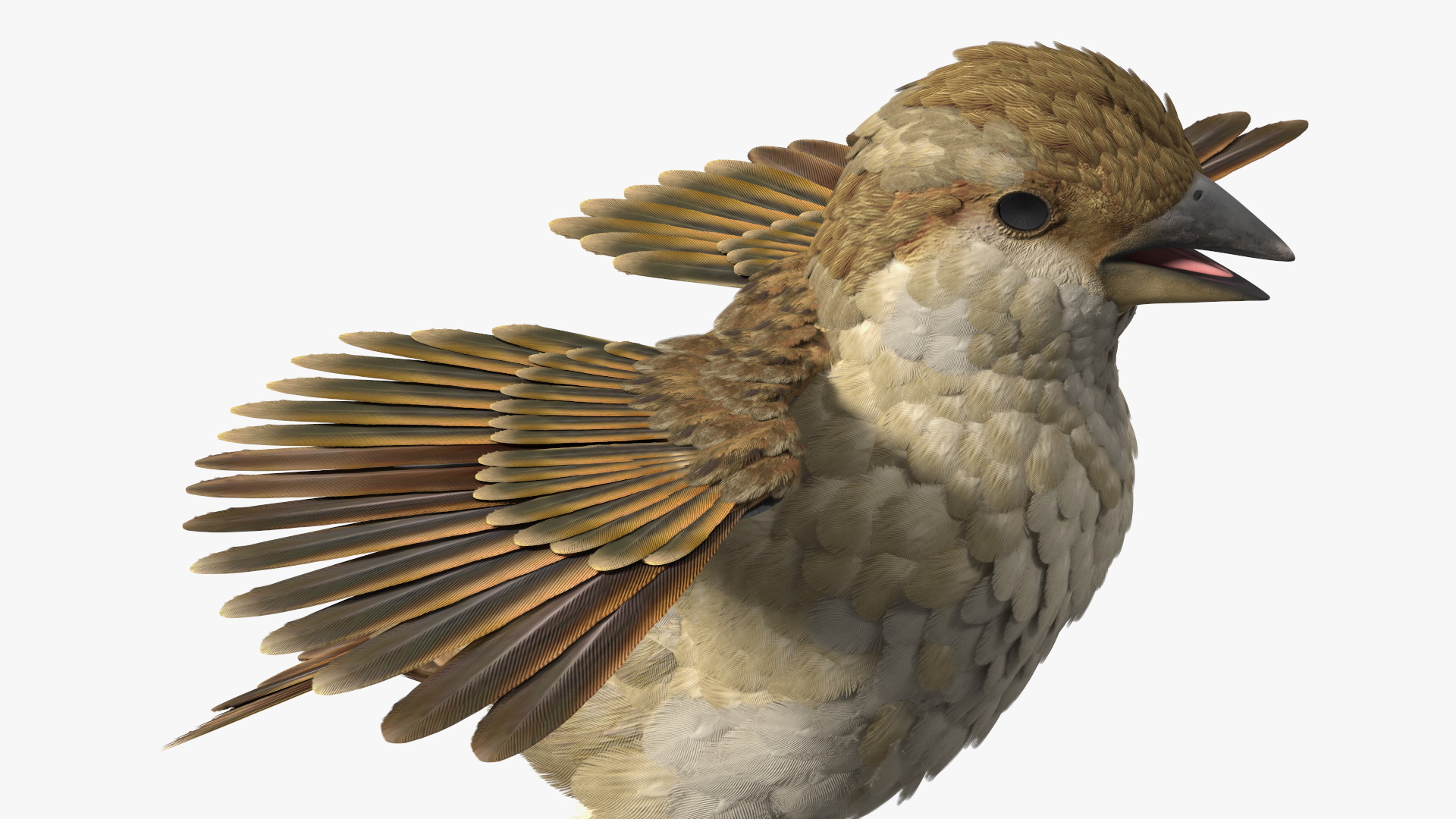 3D model House Sparrow Rigged