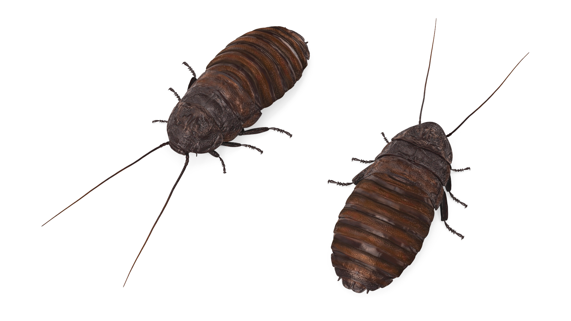 3D Wood Feeding Cockroach Rigged for Cinema 4D model