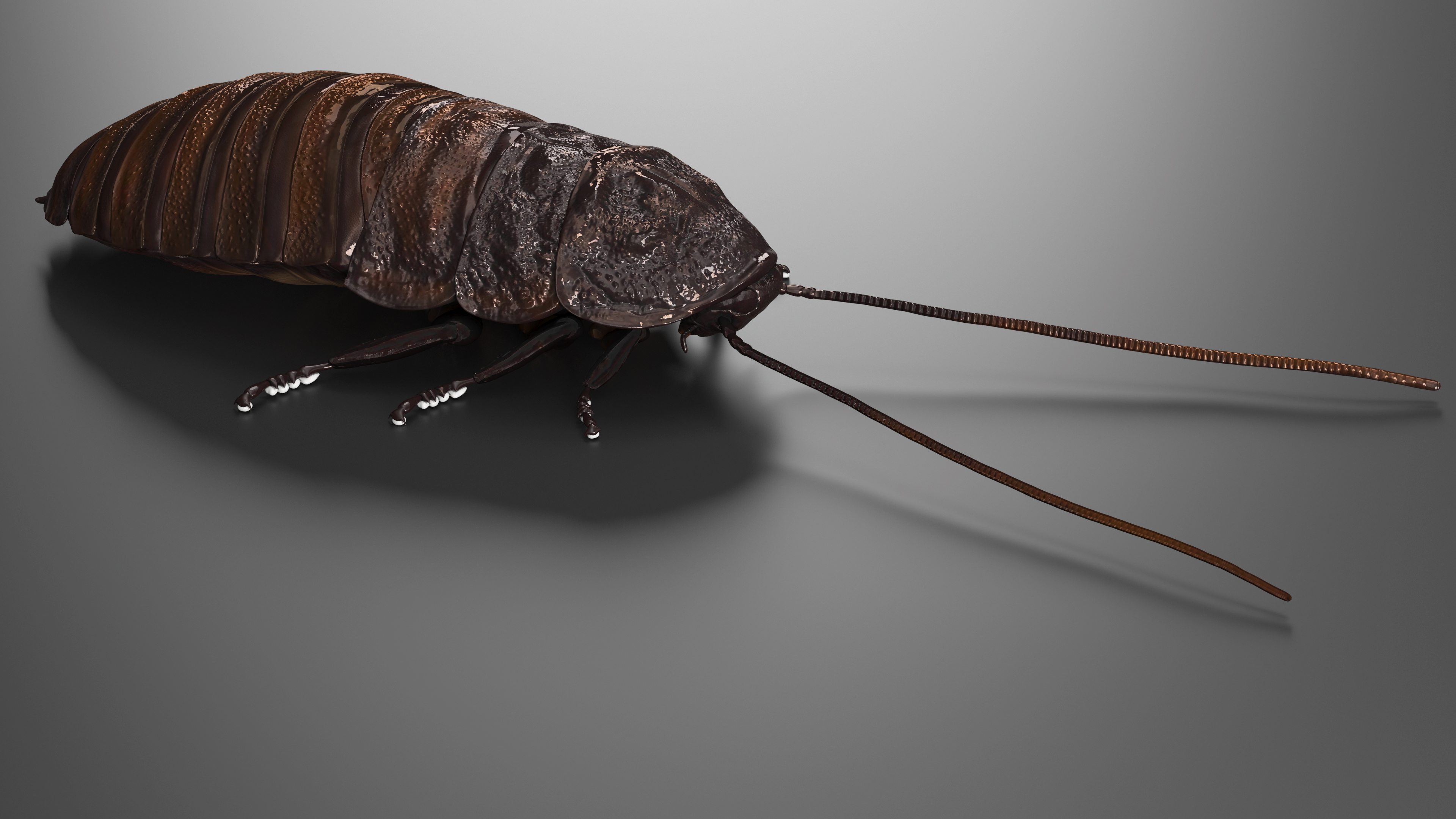 3D Wood Feeding Cockroach Rigged for Cinema 4D model