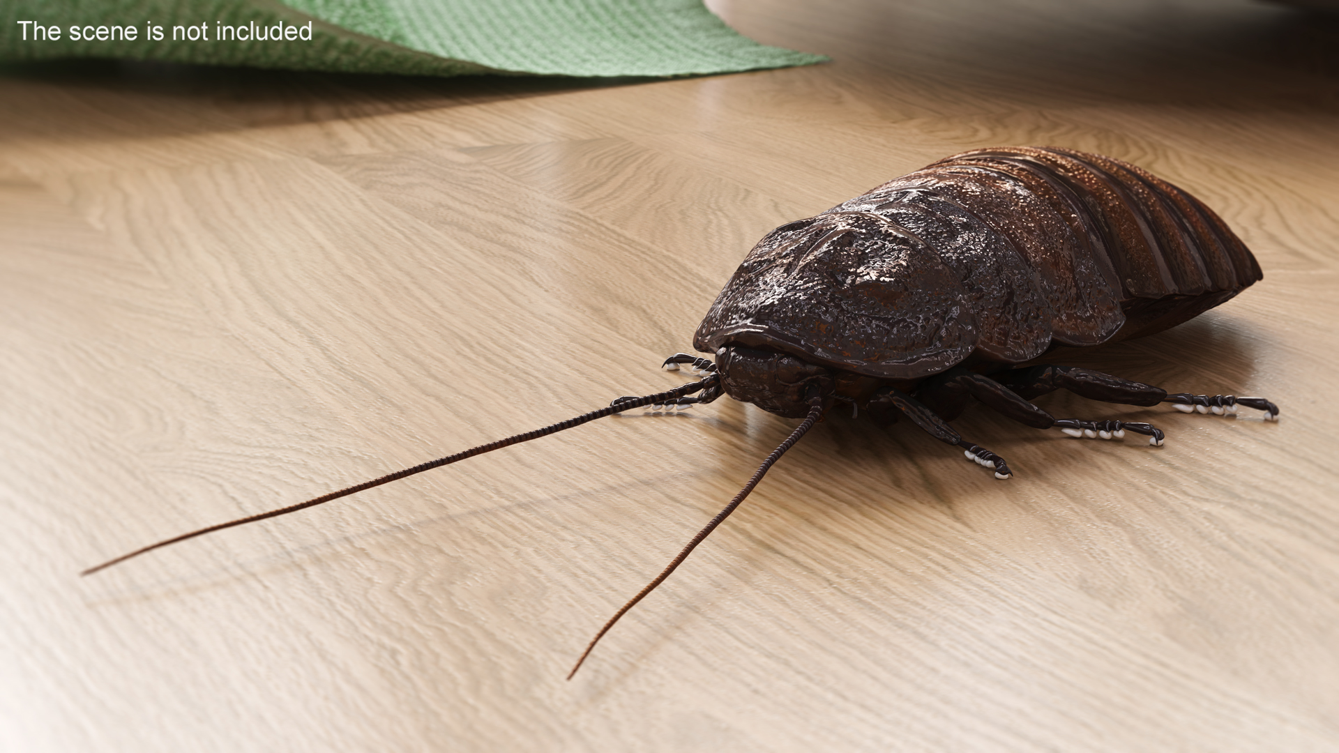 3D Wood Feeding Cockroach Rigged for Cinema 4D model