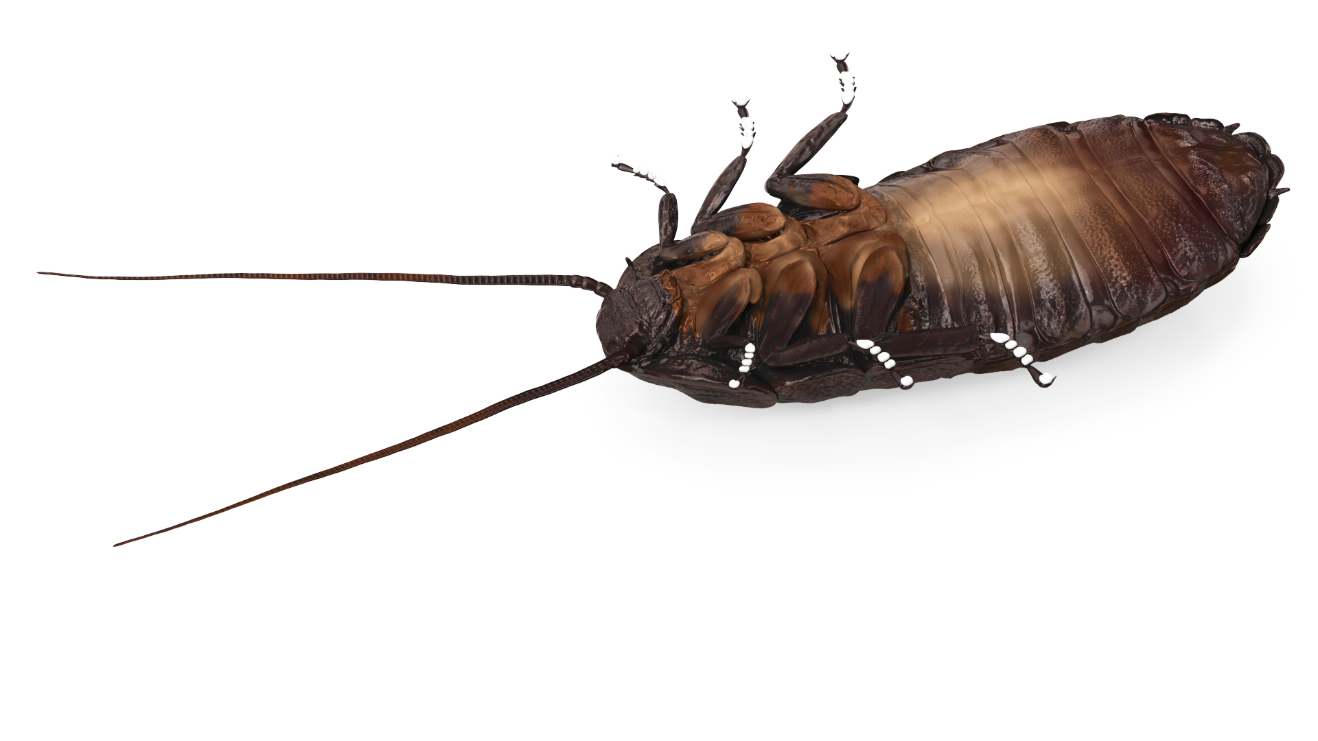 3D Wood Feeding Cockroach Rigged for Cinema 4D model