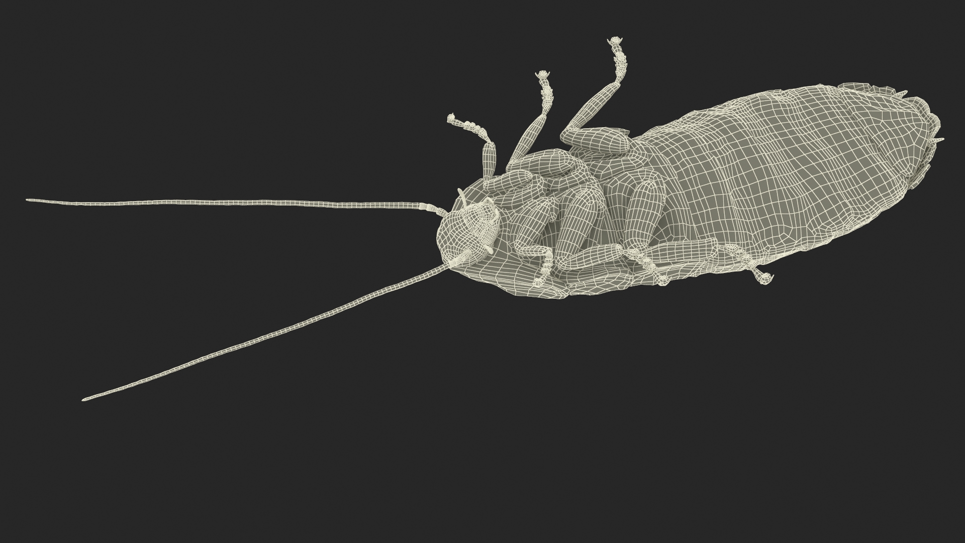 3D Wood Feeding Cockroach Rigged for Cinema 4D model