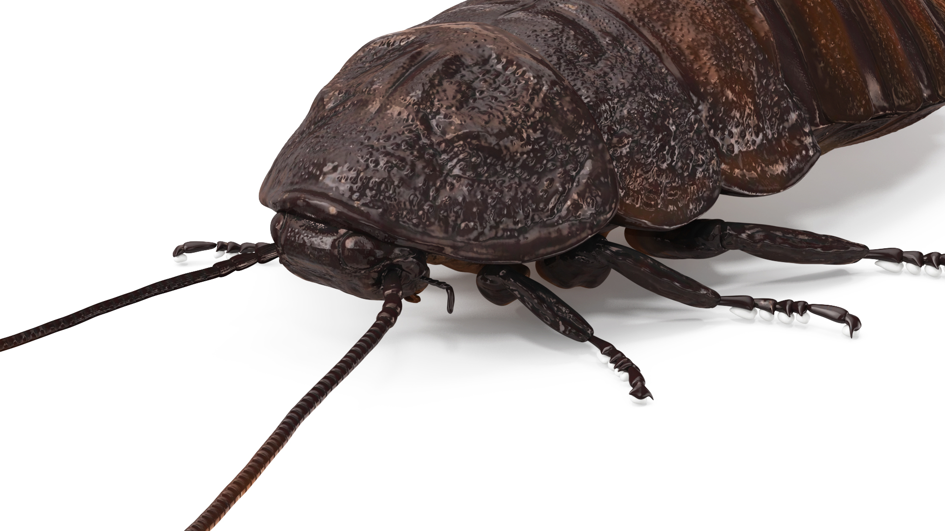 3D Wood Feeding Cockroach Rigged for Cinema 4D model