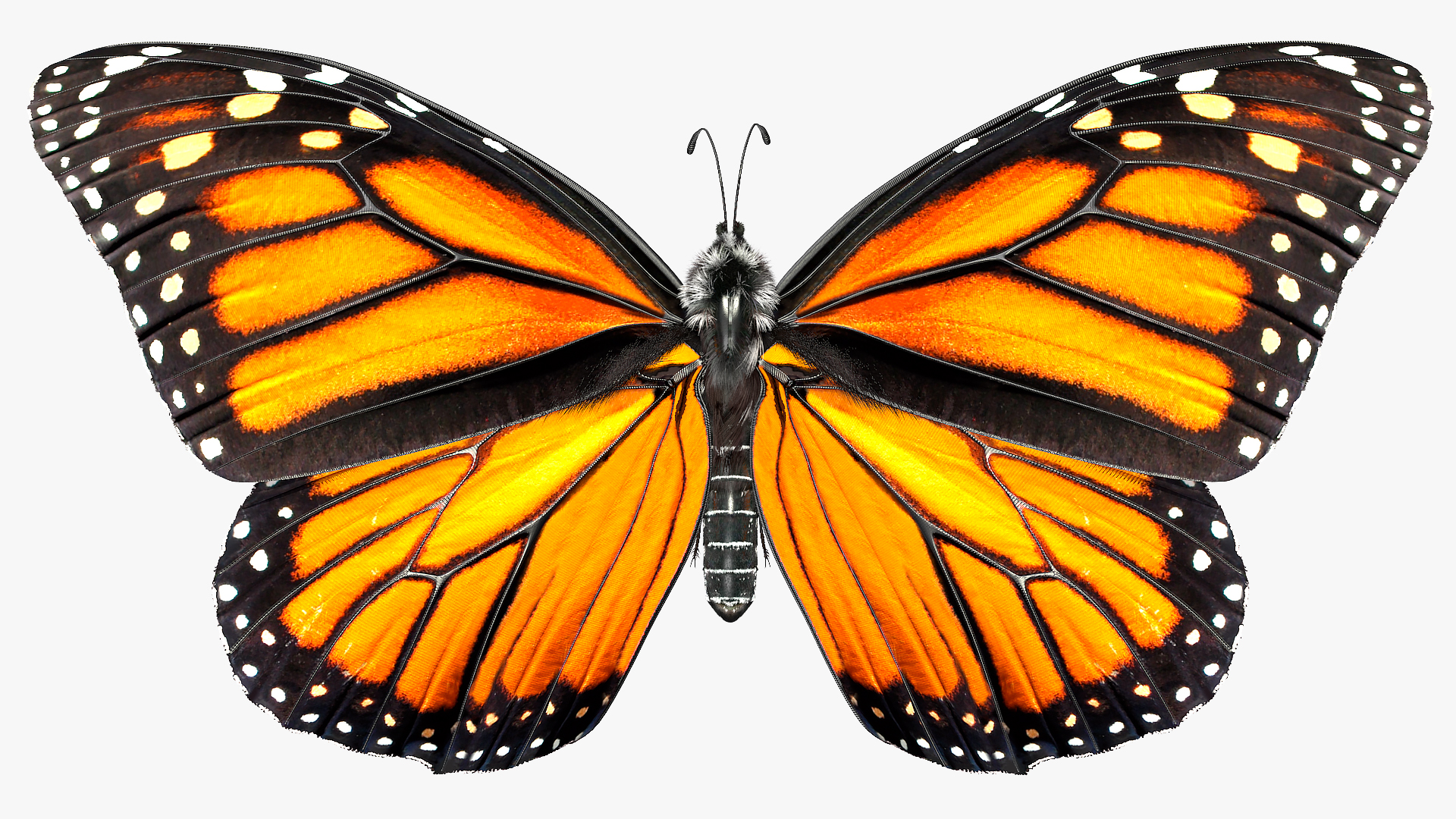 Animated Monarch Butterfly Collects Nectar from Swinging Flower Fur Rigged 3D model