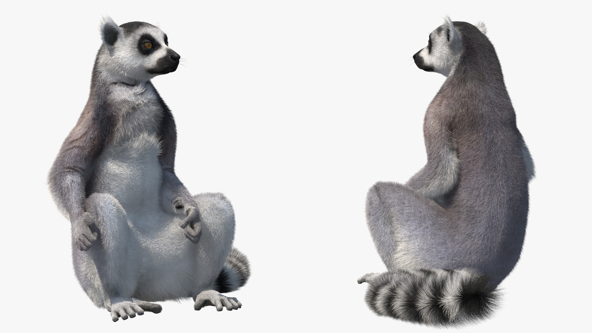 Lemur Catta Sitting Straight Fur 3D