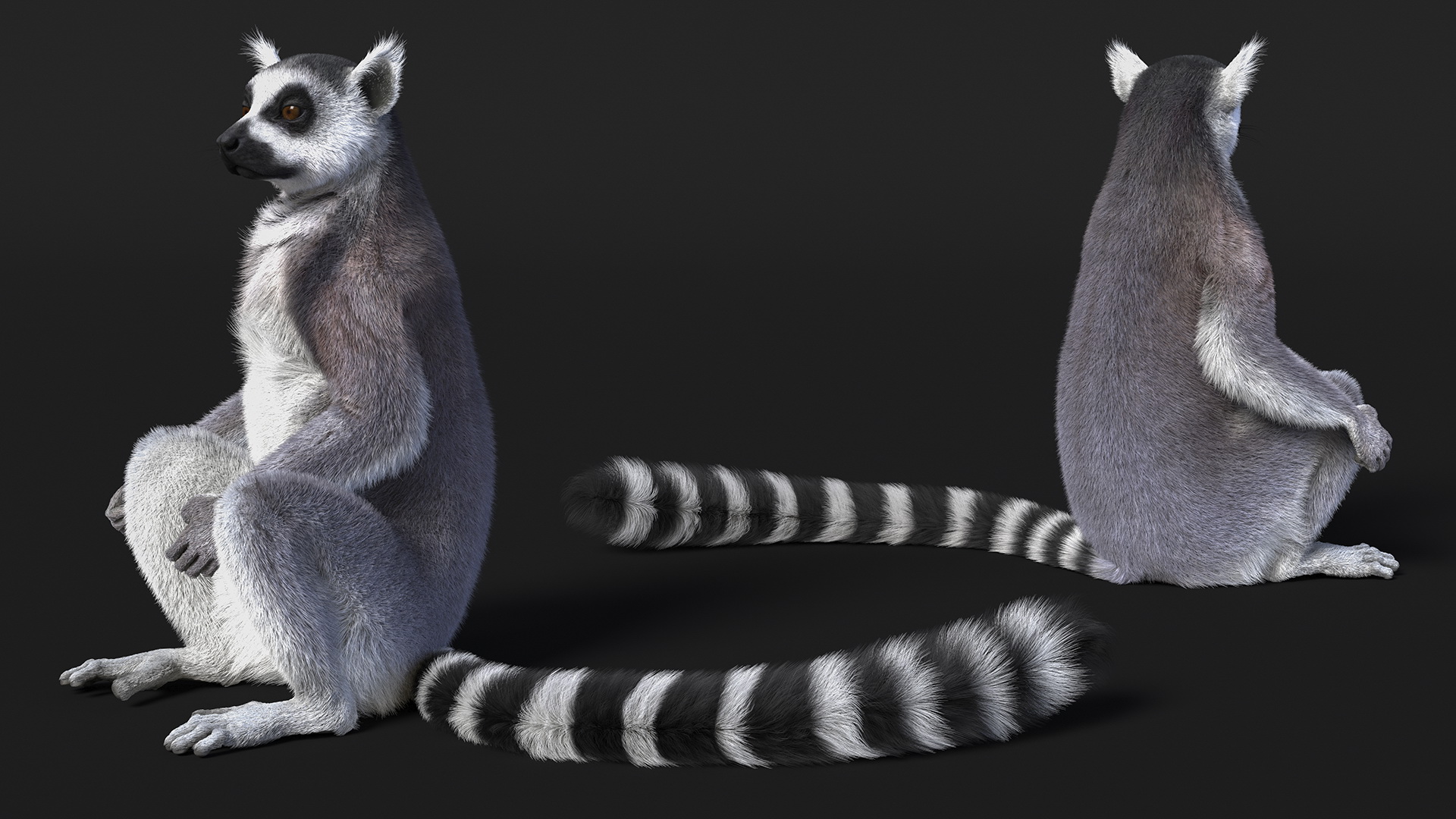 Lemur Catta Sitting Straight Fur 3D