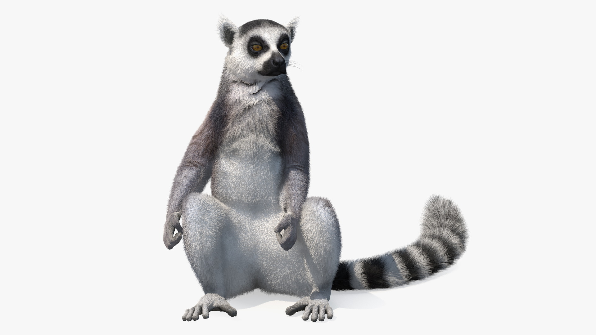 Lemur Catta Sitting Straight Fur 3D