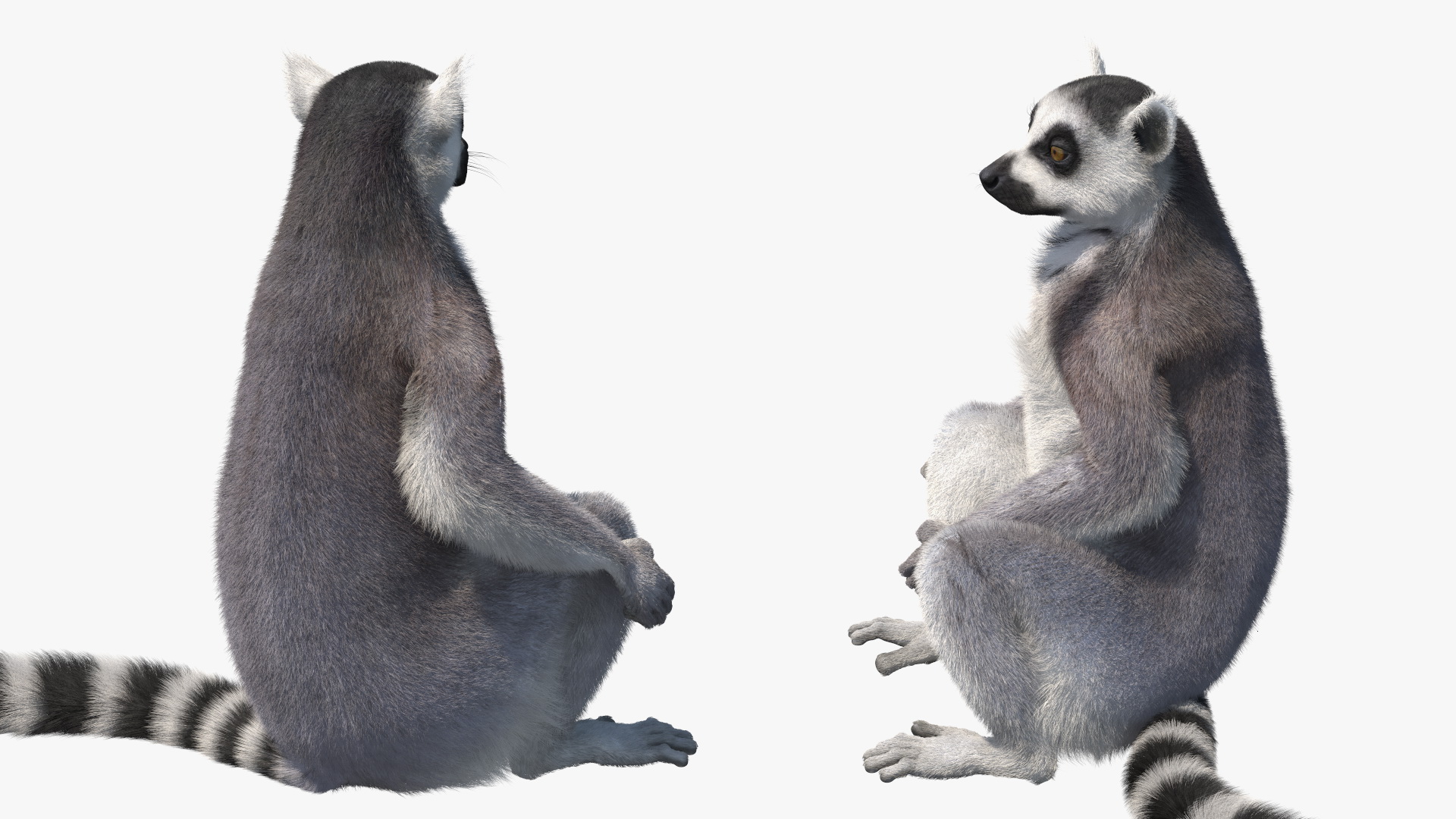 Lemur Catta Sitting Straight Fur 3D