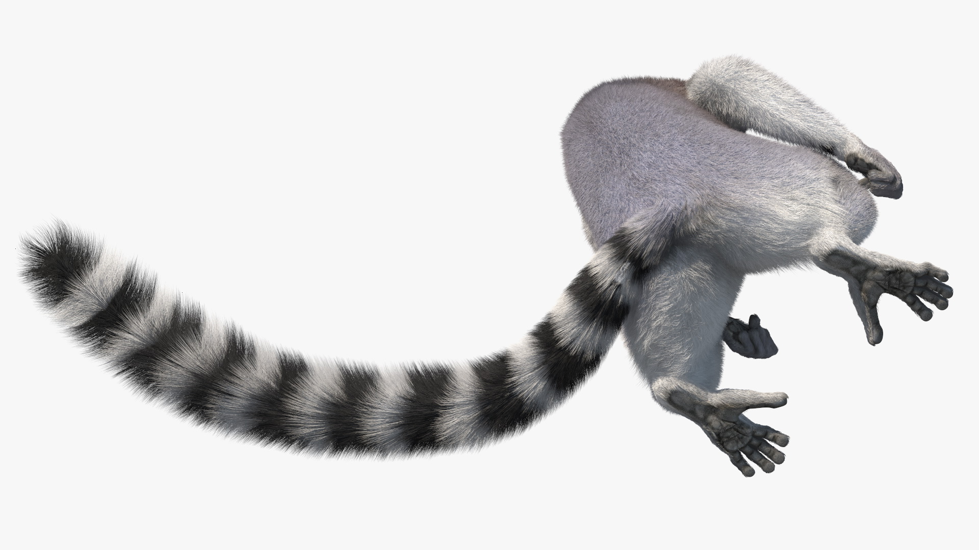 Lemur Catta Sitting Straight Fur 3D