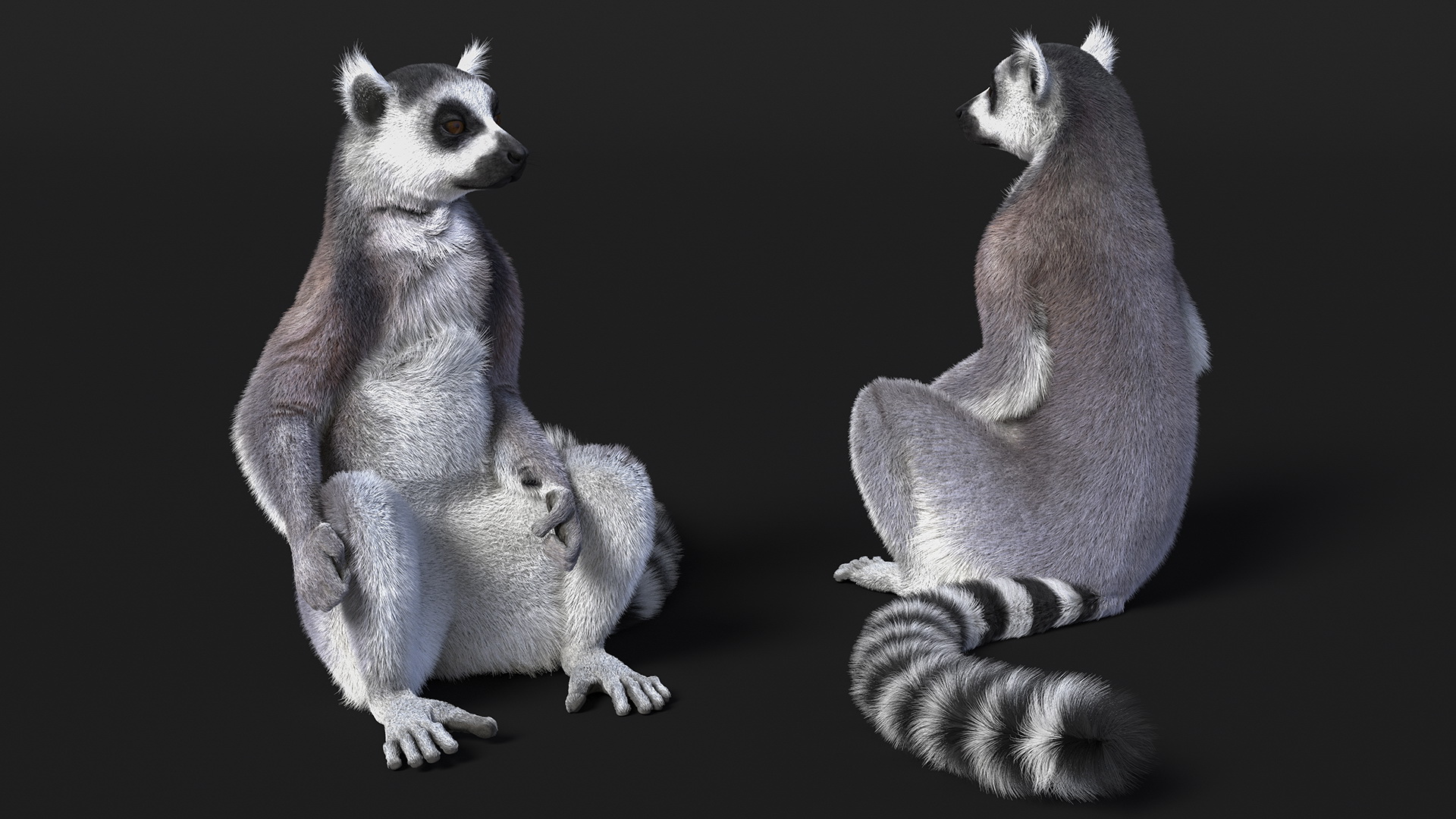 Lemur Catta Sitting Straight Fur 3D