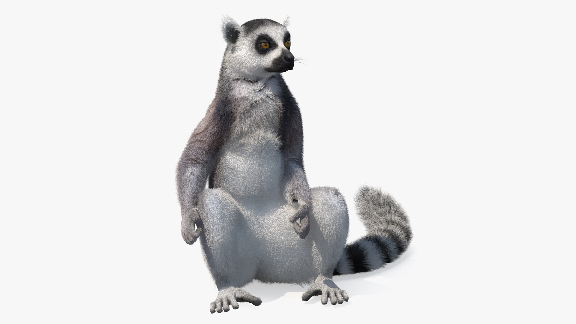 Lemur Catta Sitting Straight Fur 3D