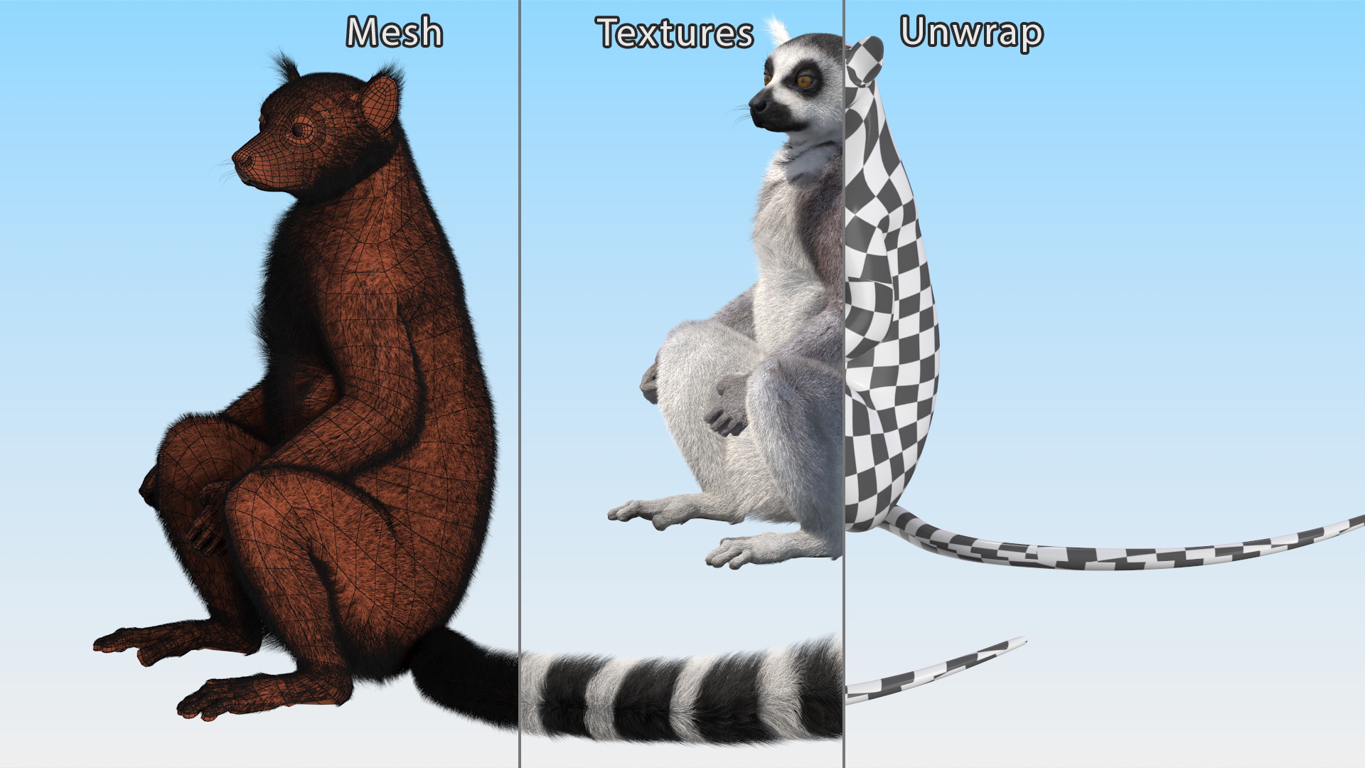 Lemur Catta Sitting Straight Fur 3D